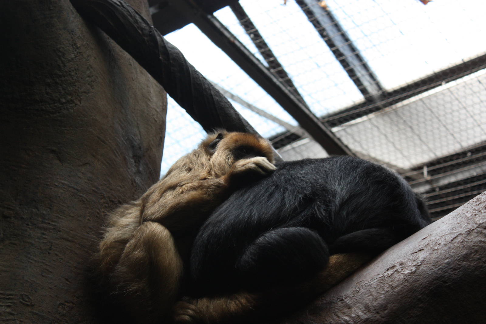 South American Rainforest- Cuddling Howlers