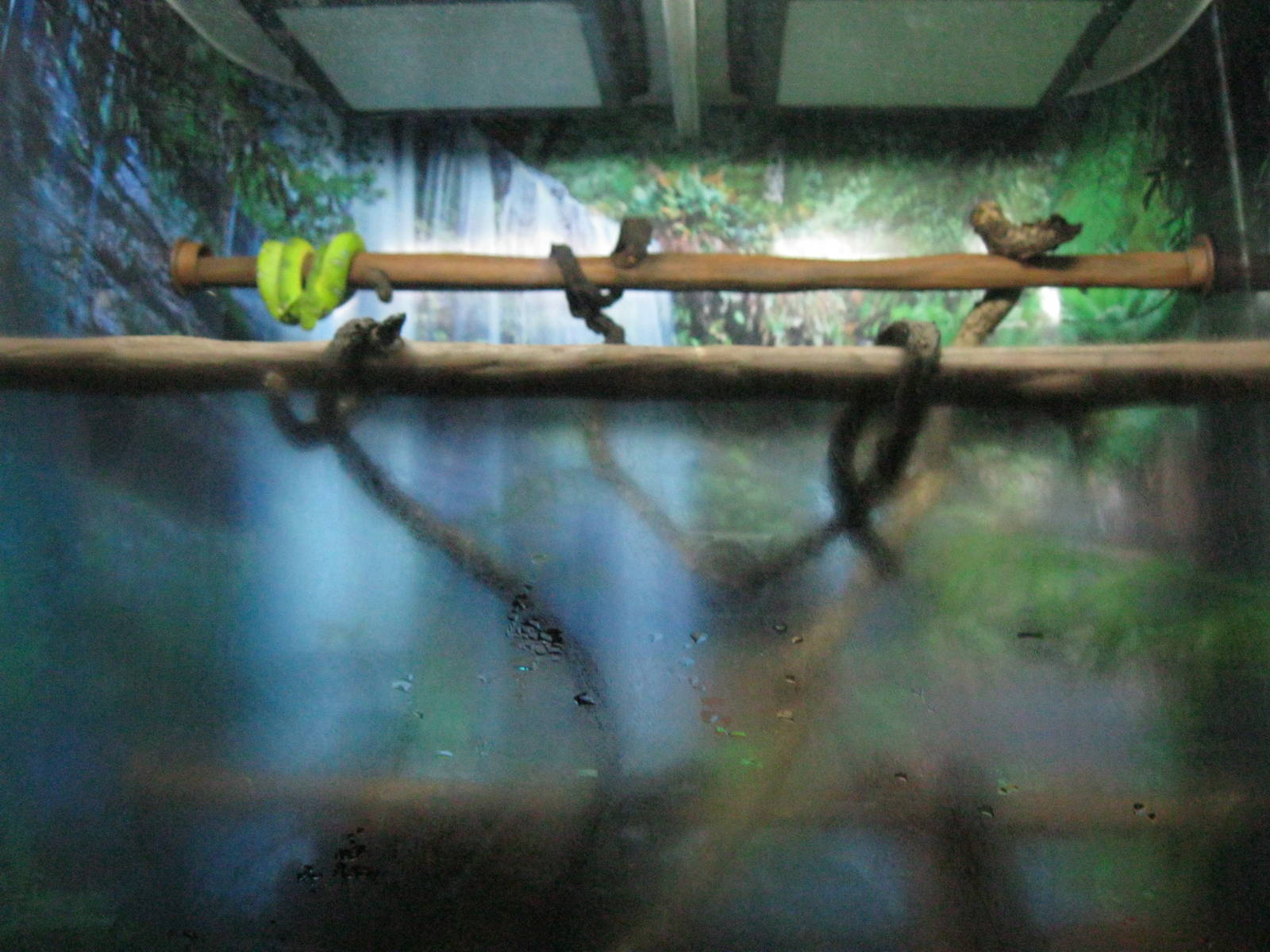 South American Rainforest- Emerald Tree Boa Exhibit