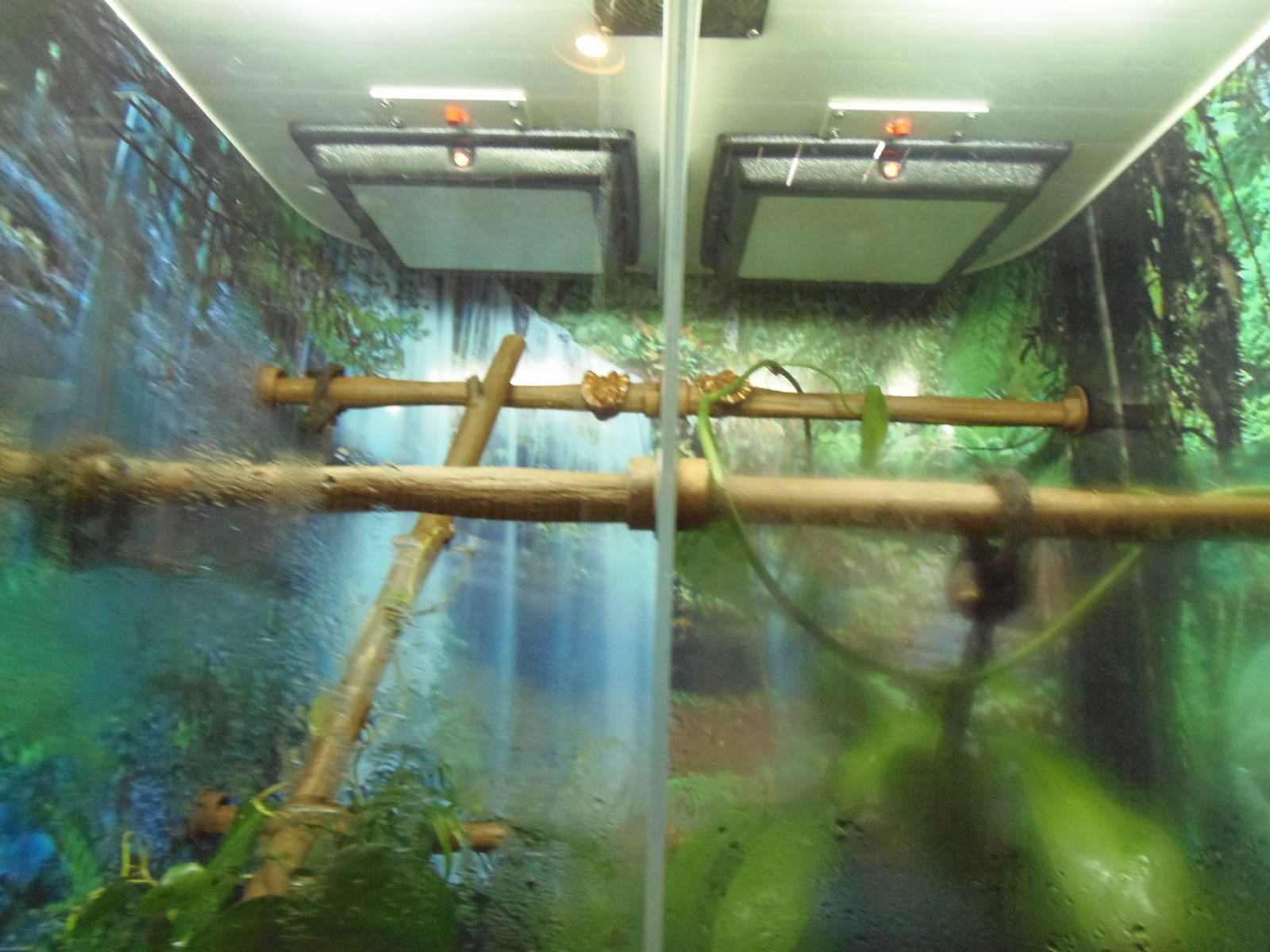 South American Rainforest- Emerald Tree Boa Exhibit