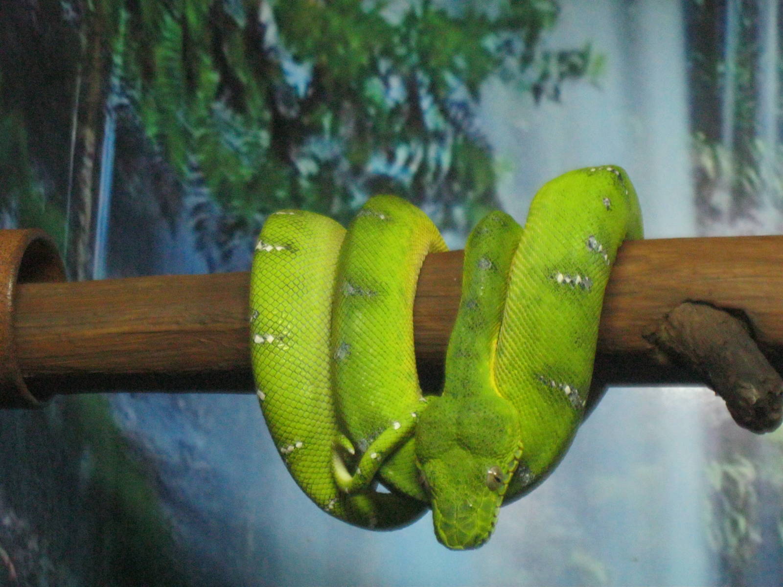 South American Rainforest- Emerald Tree Boa