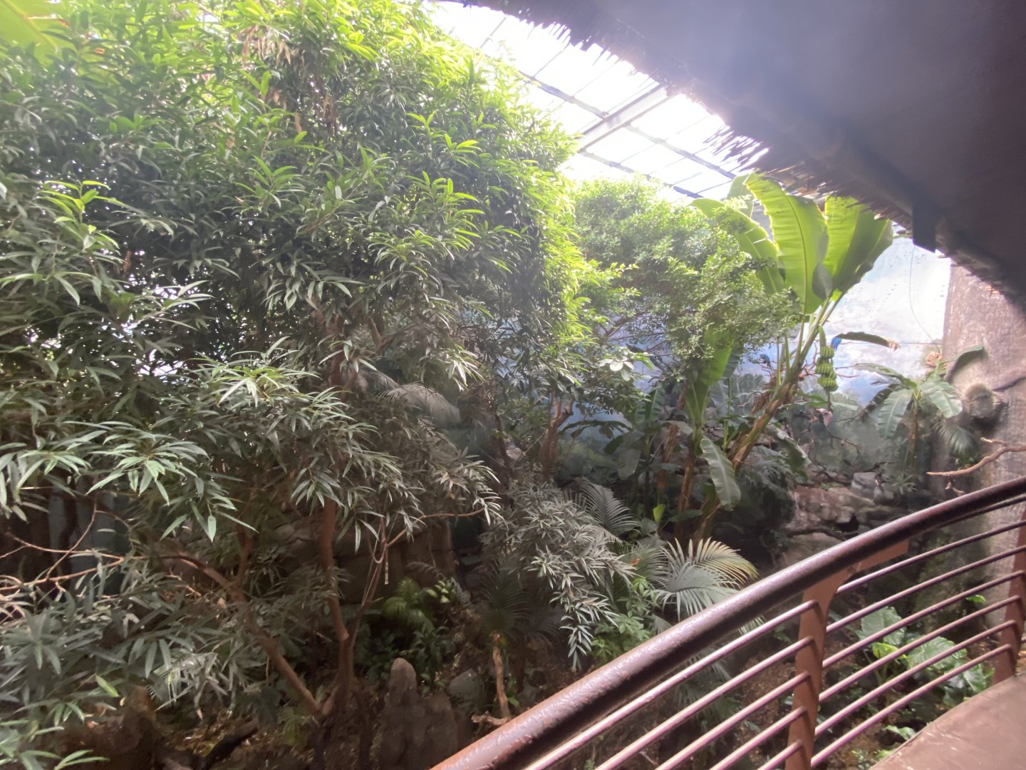 South American rainforest enclosure