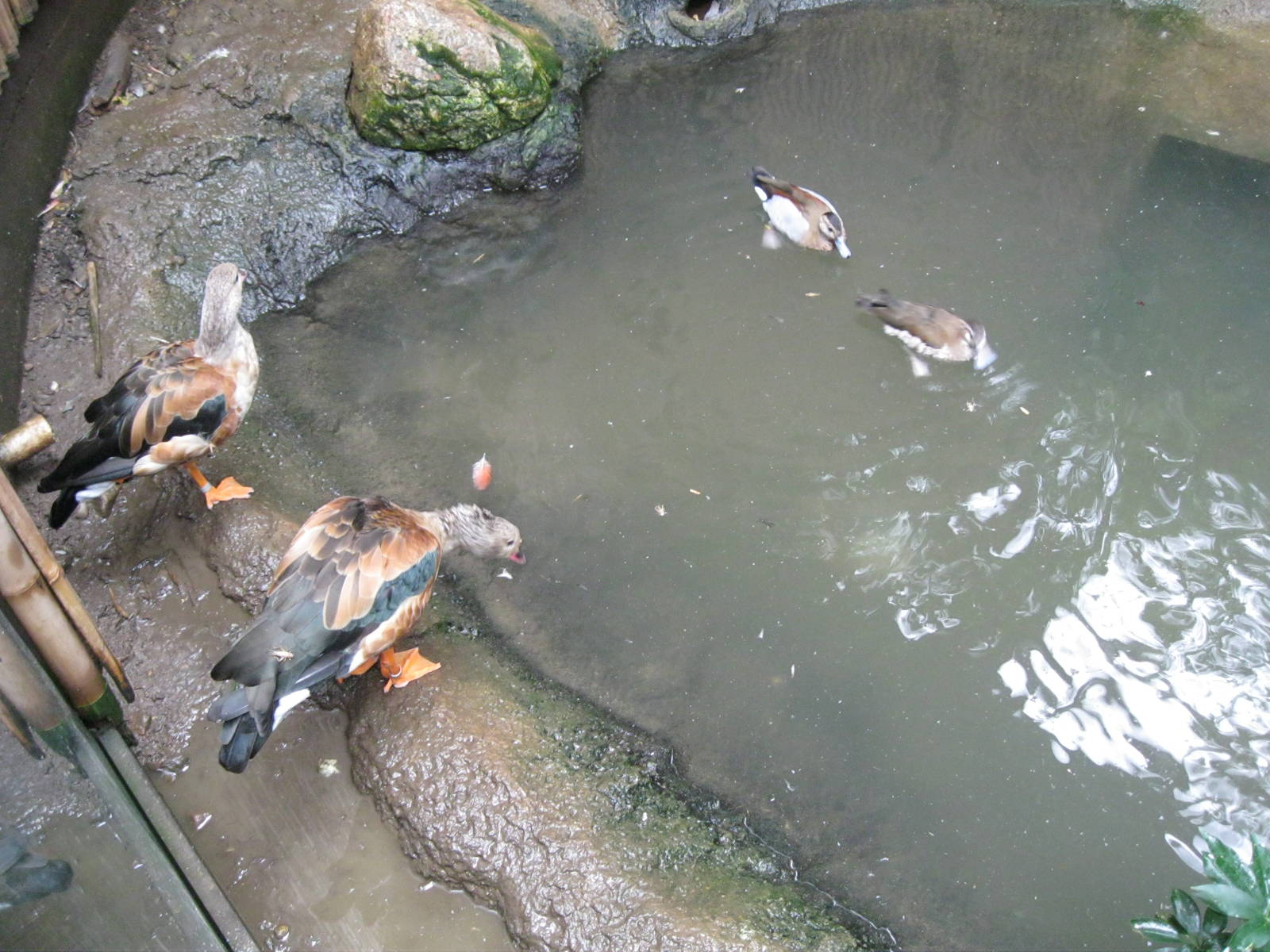 South American Rainforest- Feeding Time