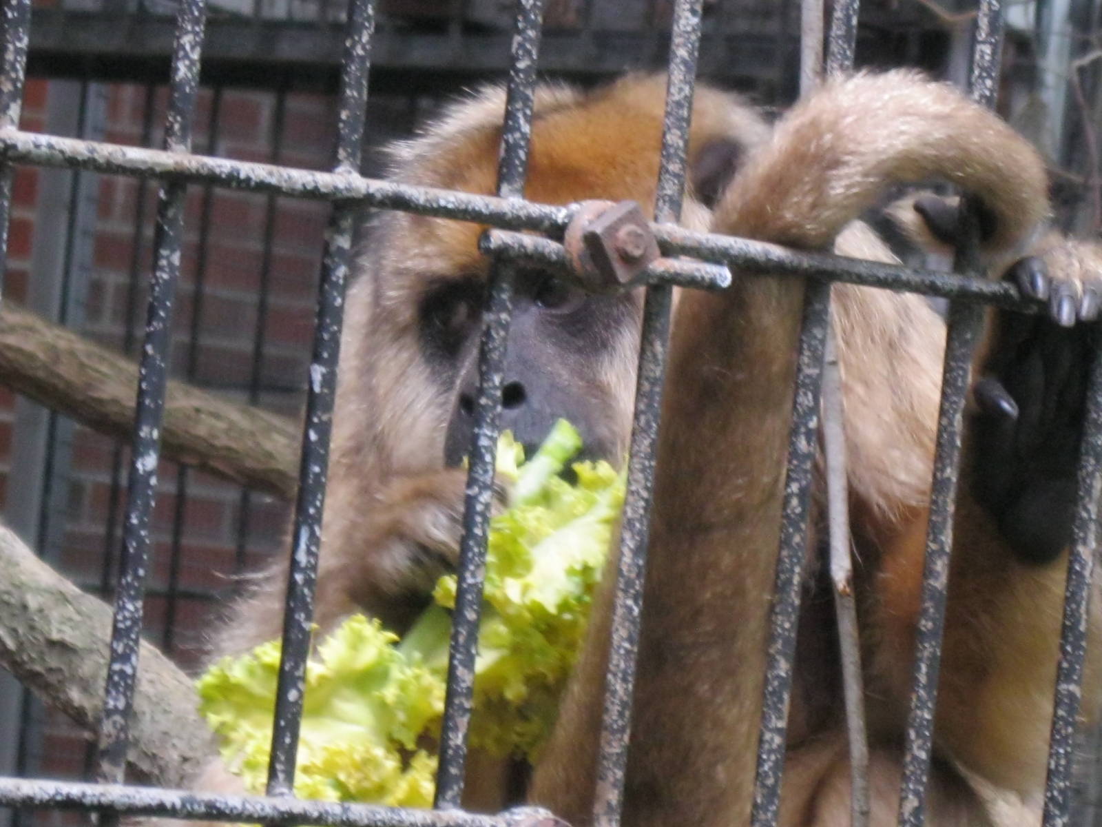 South American Rainforest- Female Black Howler Monkey