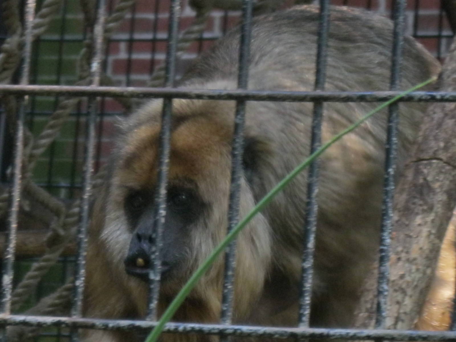 South American Rainforest- Female Black Howler Monkey