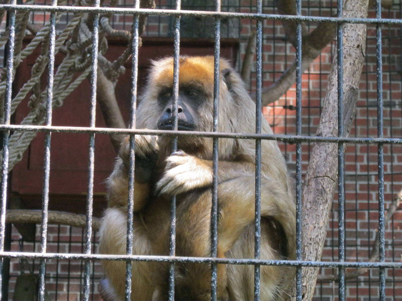 South American Rainforest- Female Black Howler Monkey