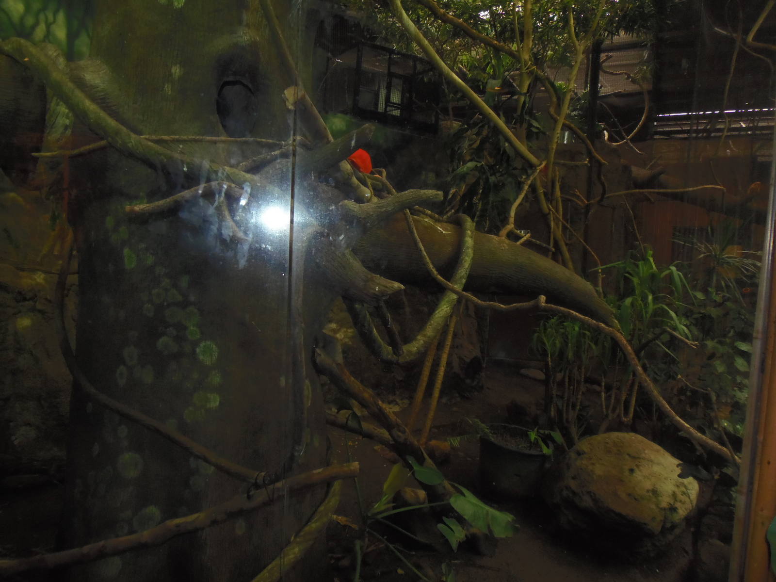 South American Rainforest- Free-Flight Aviary