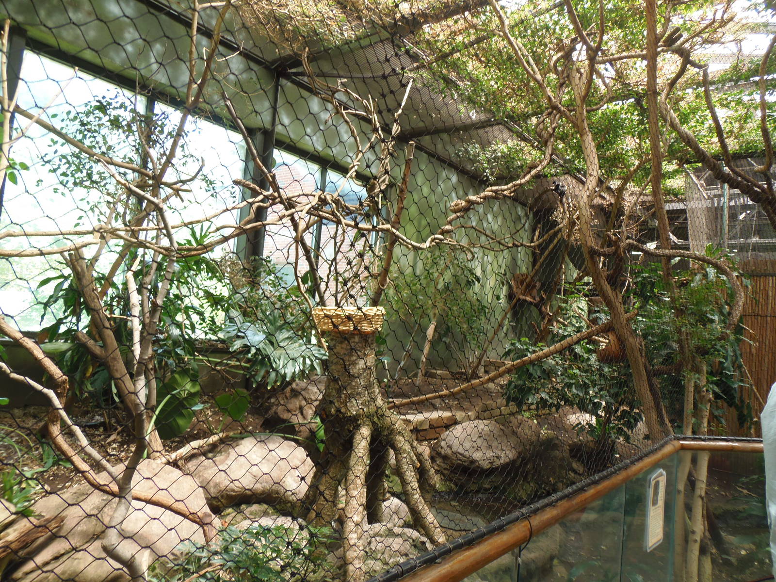 South American Rainforest- Goeldi's Monkey/Agouti Exhibit