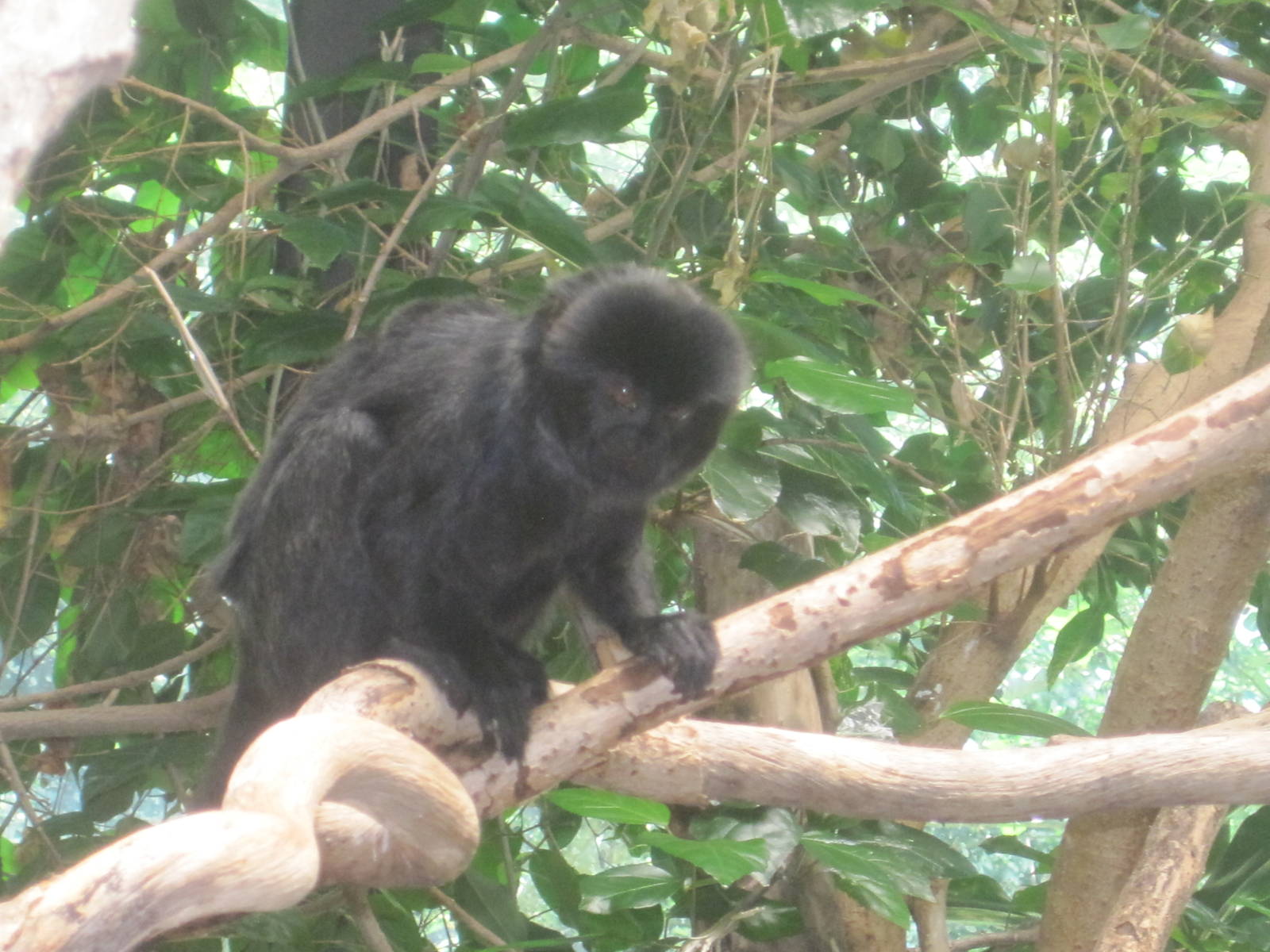 South American Rainforest- Goeldi's Monkey