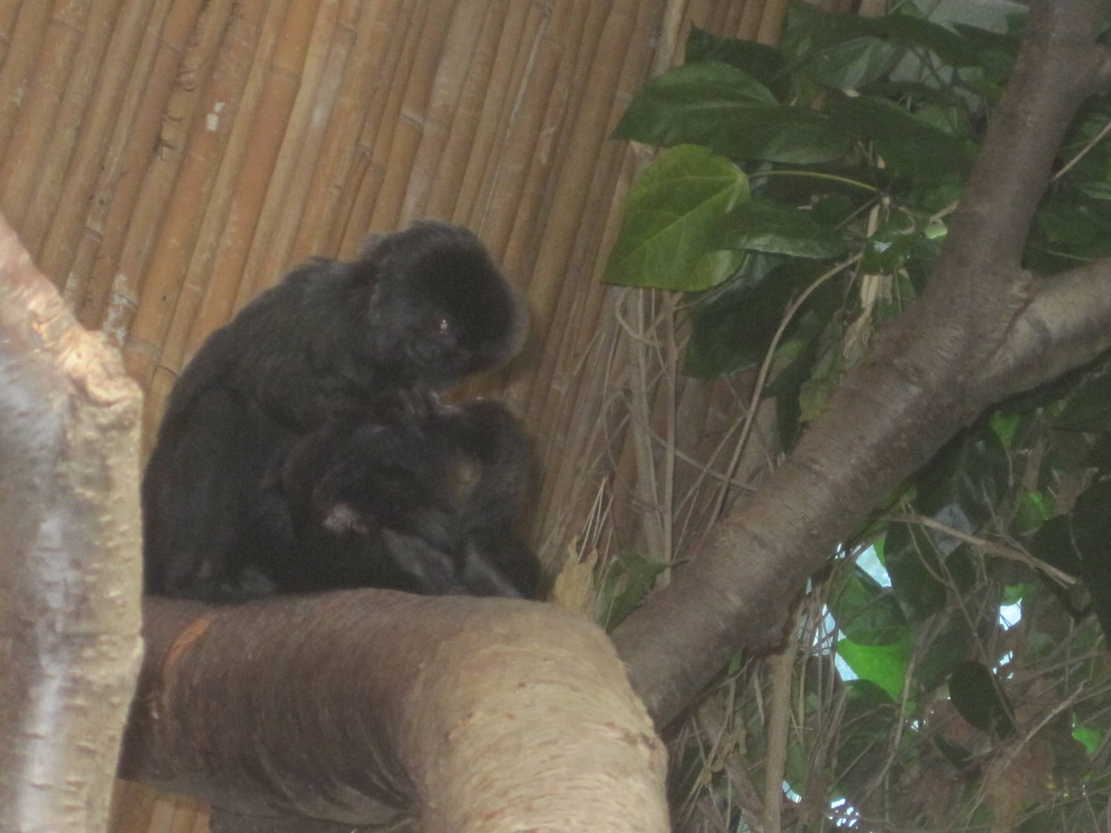 South American Rainforest- Goeldi's Monkeys Grooming