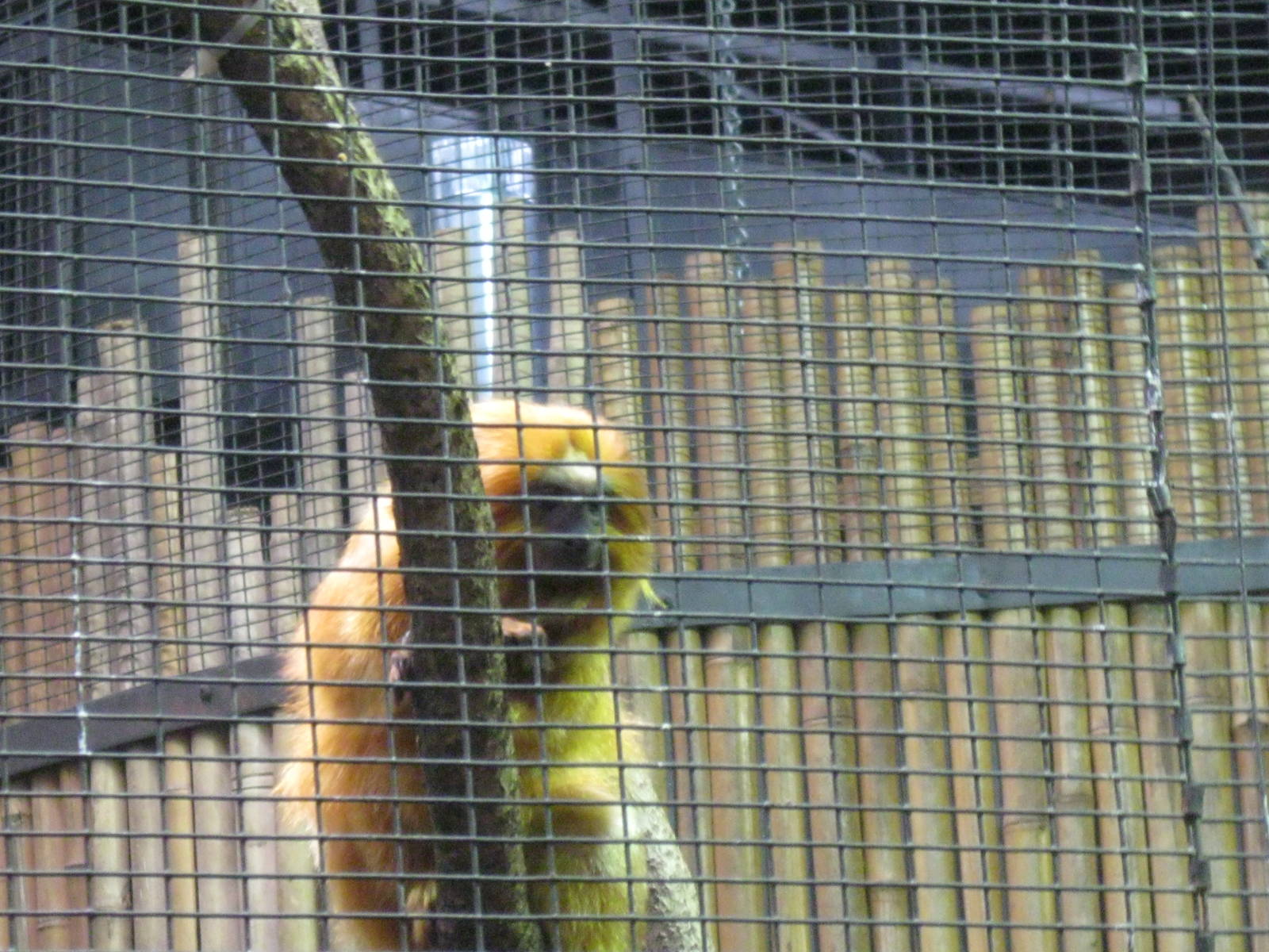 South American Rainforest- Golden-Lion Tamarin