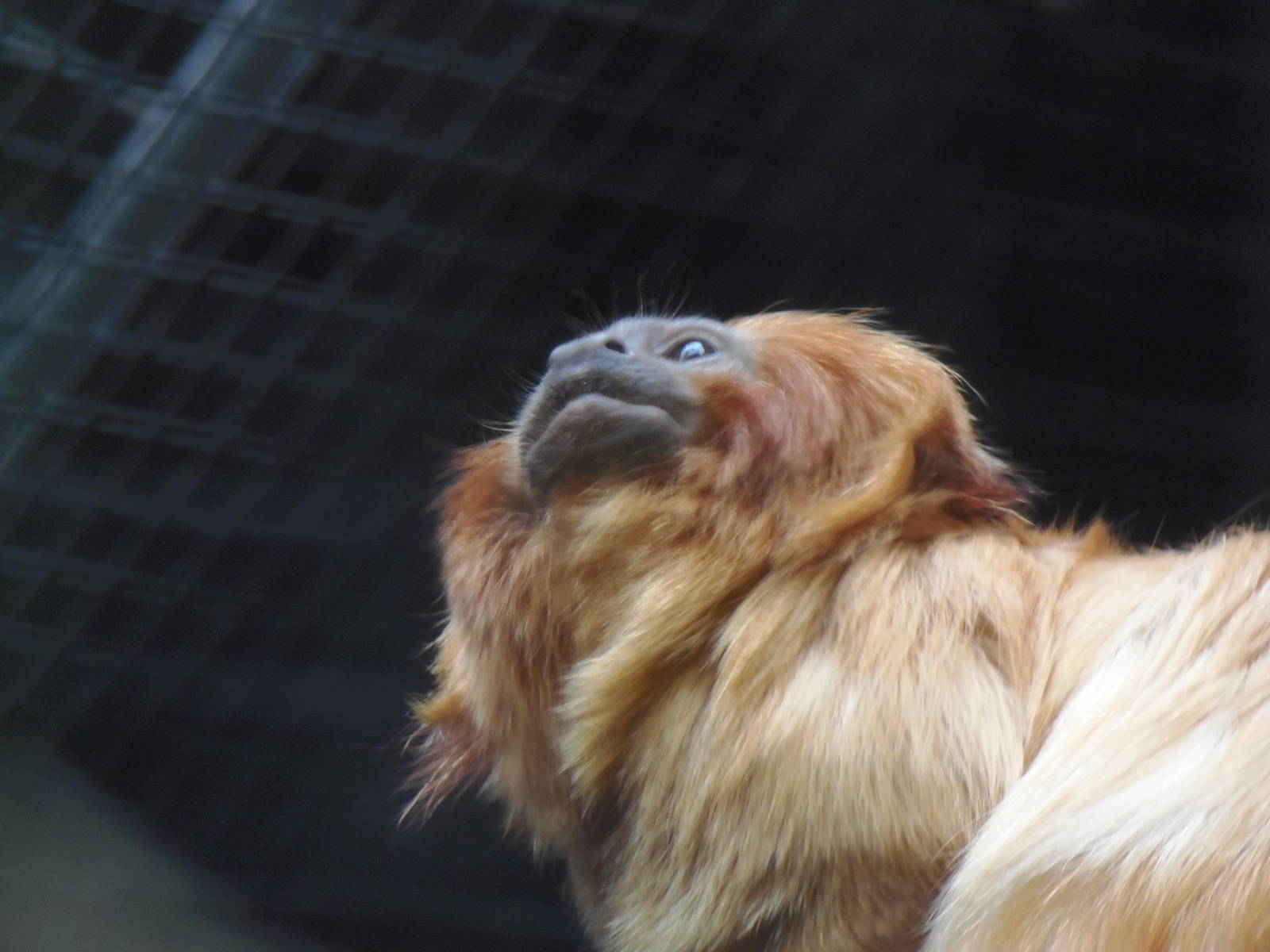 South American Rainforest- Golden-Lion Tamarin