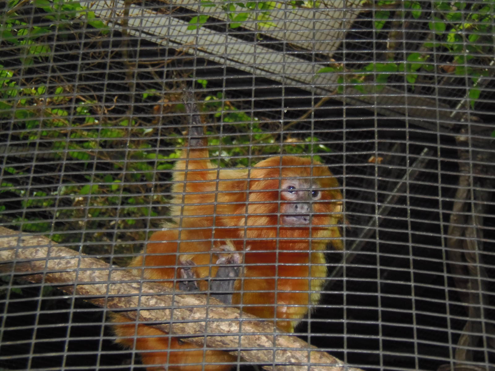 South American Rainforest- Golden-Lion Tamarin