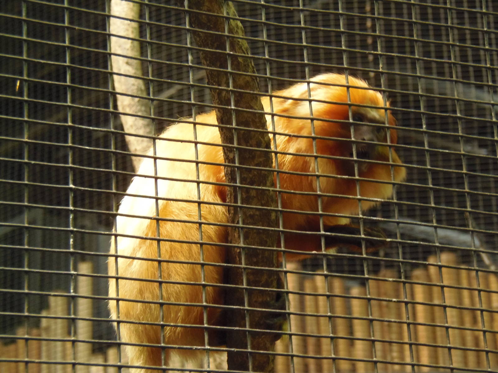South American Rainforest- Golden-Lion Tamarin