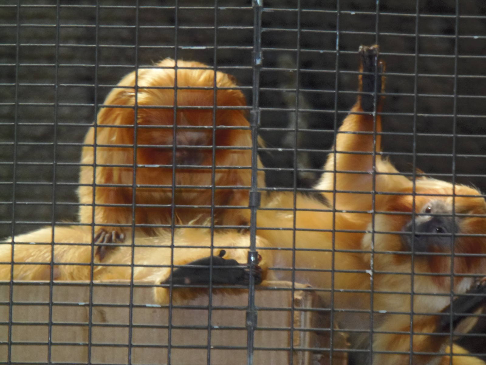 South American Rainforest- Golden-Lion Tamarins Grooming