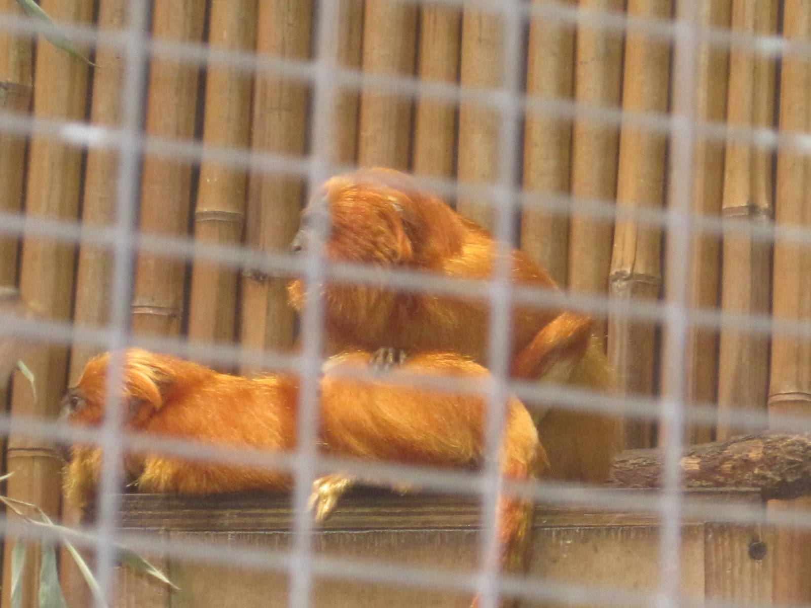 South American Rainforest- Golden-Lion Tamarins
