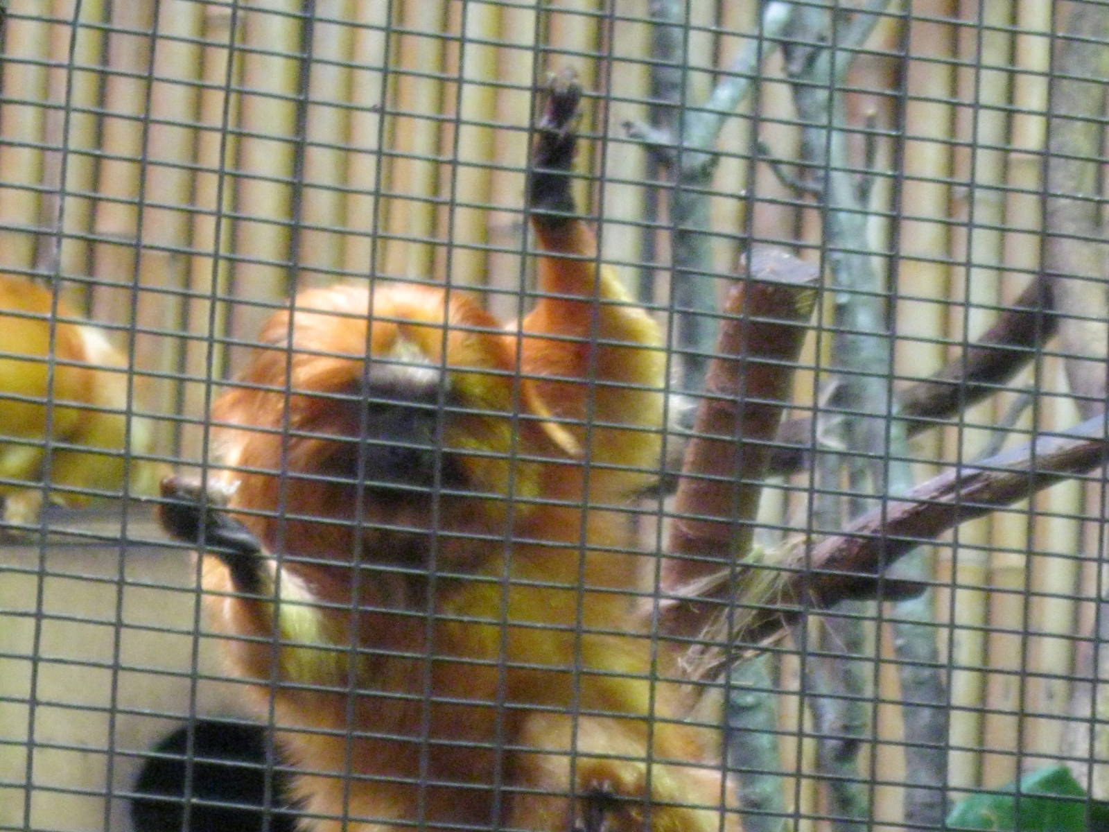South American Rainforest- Golden-Lion Tamarins