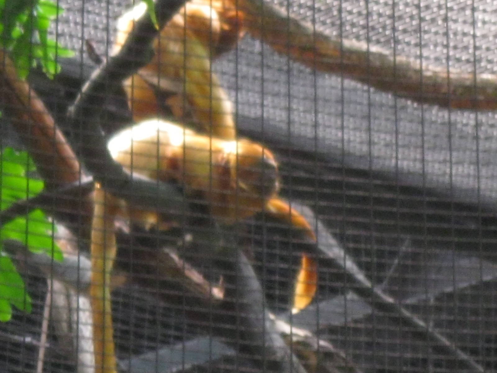South American Rainforest- Golden-Lion Tamarins