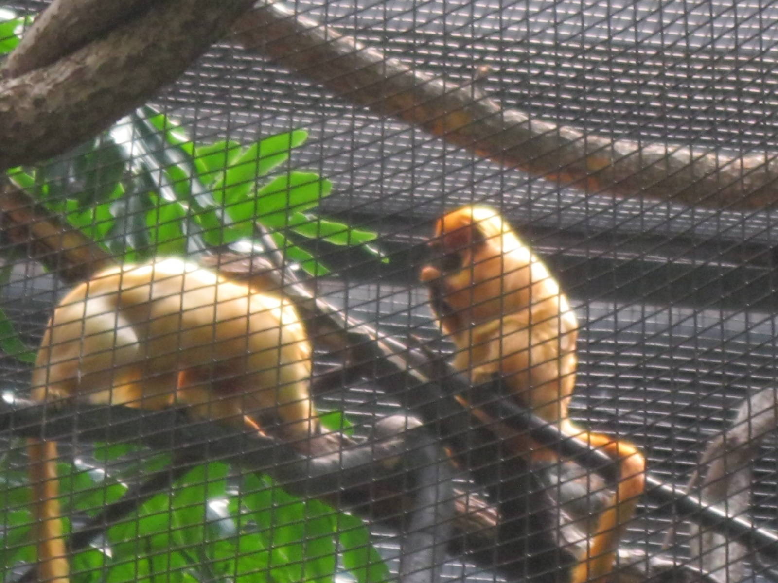 South American Rainforest- Golden-Lion Tamarins