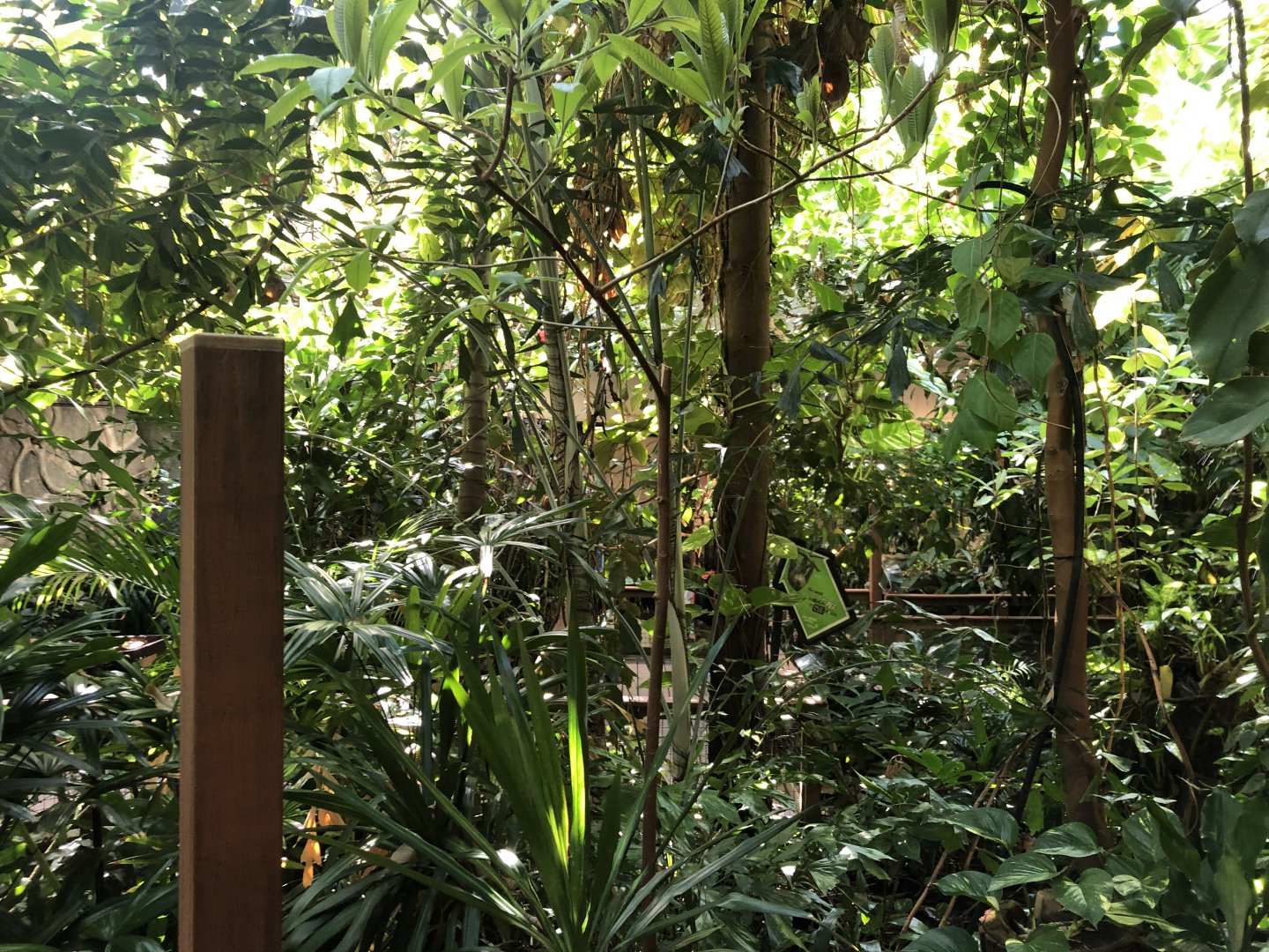 South American Rainforest Hall