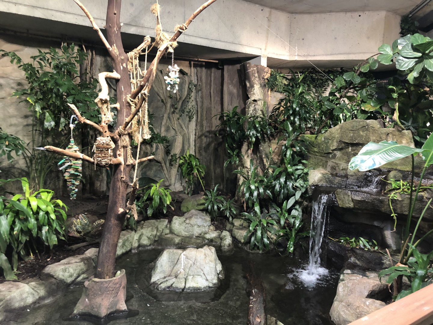South American Rainforest Hall