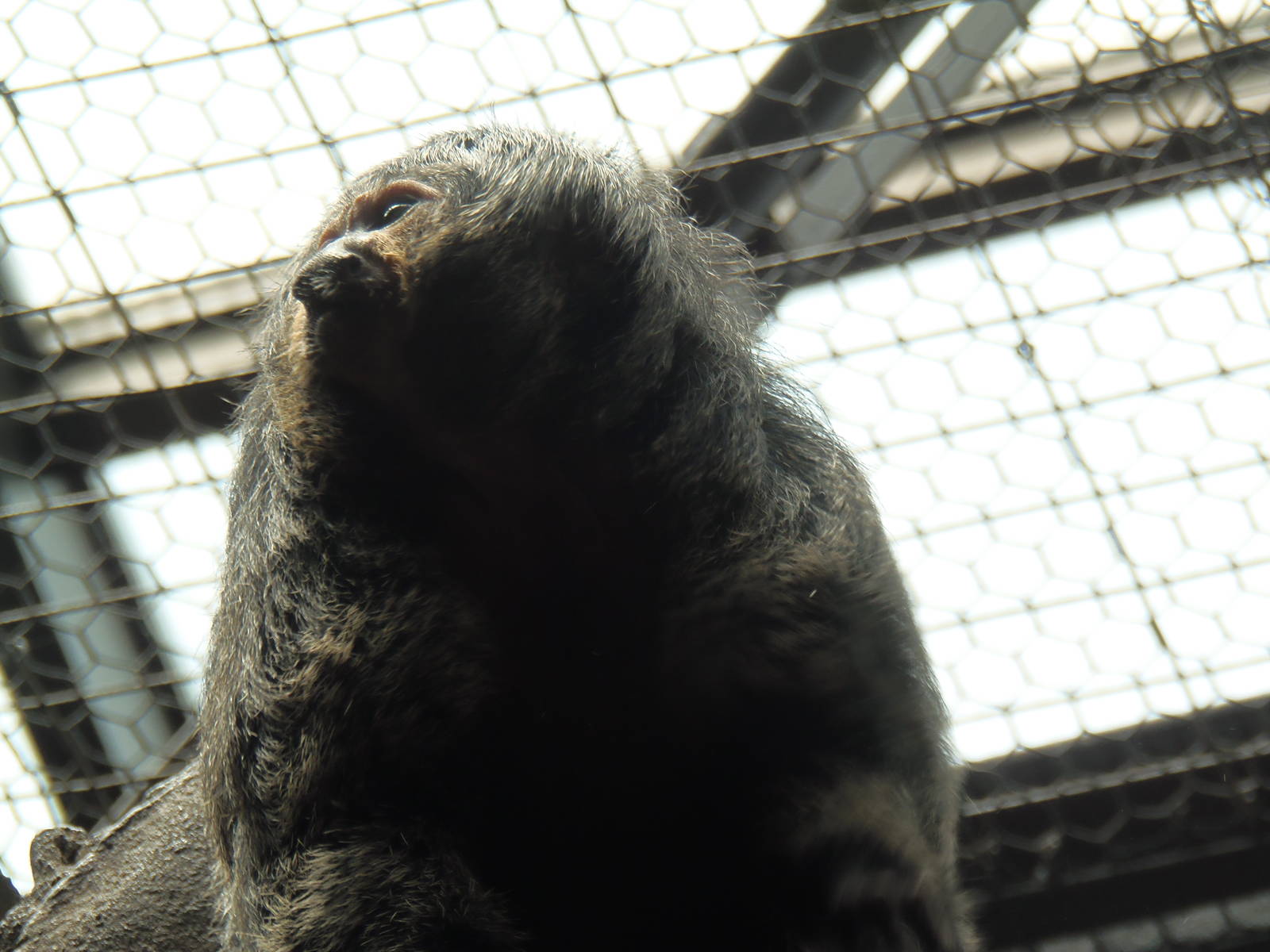 South American Rainforest- Harriet