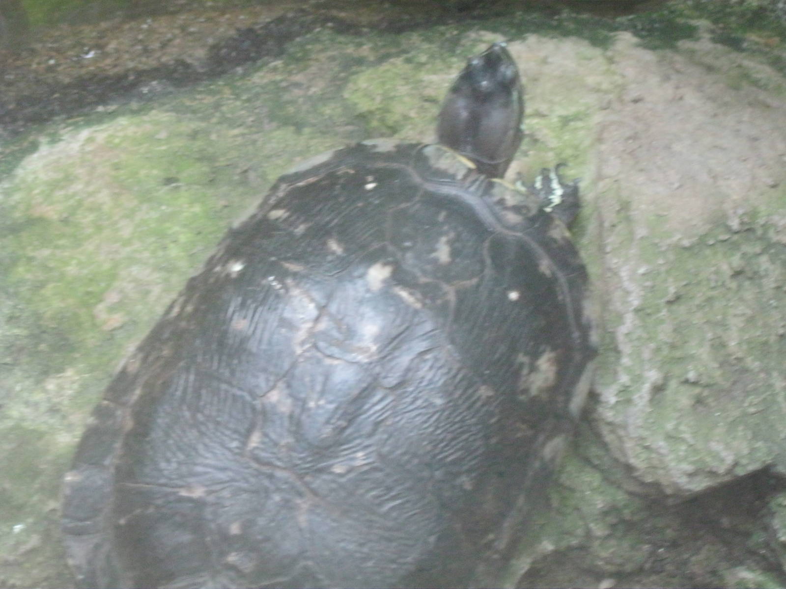 South American Rainforest- Hispaniolan Slider