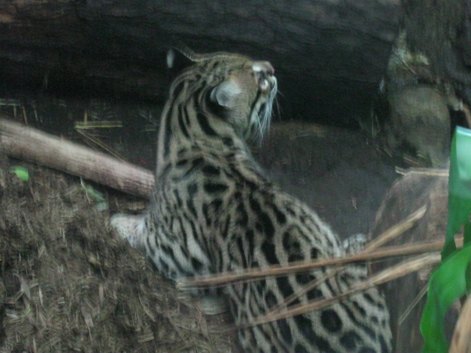 South American Rainforest- Historic Ocelot
