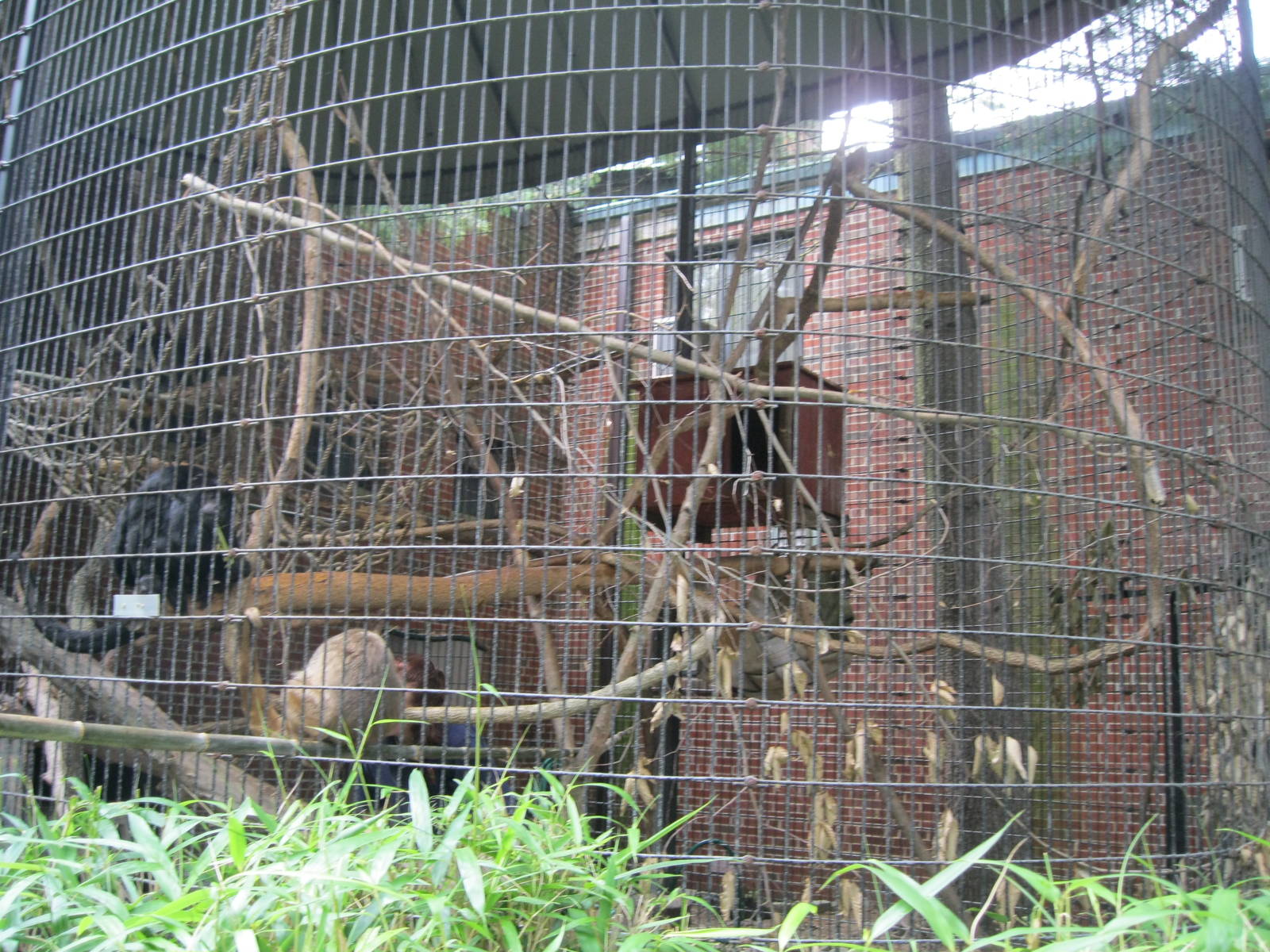 South American Rainforest- Howler Monkey Exhibit