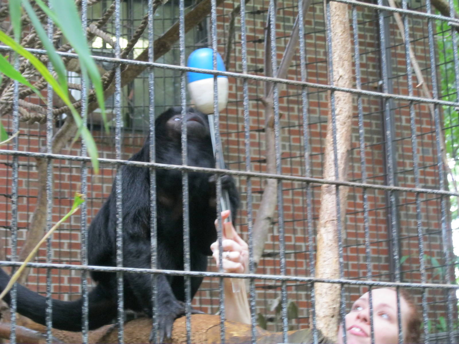 South American Rainforest- Howler Monkey Training