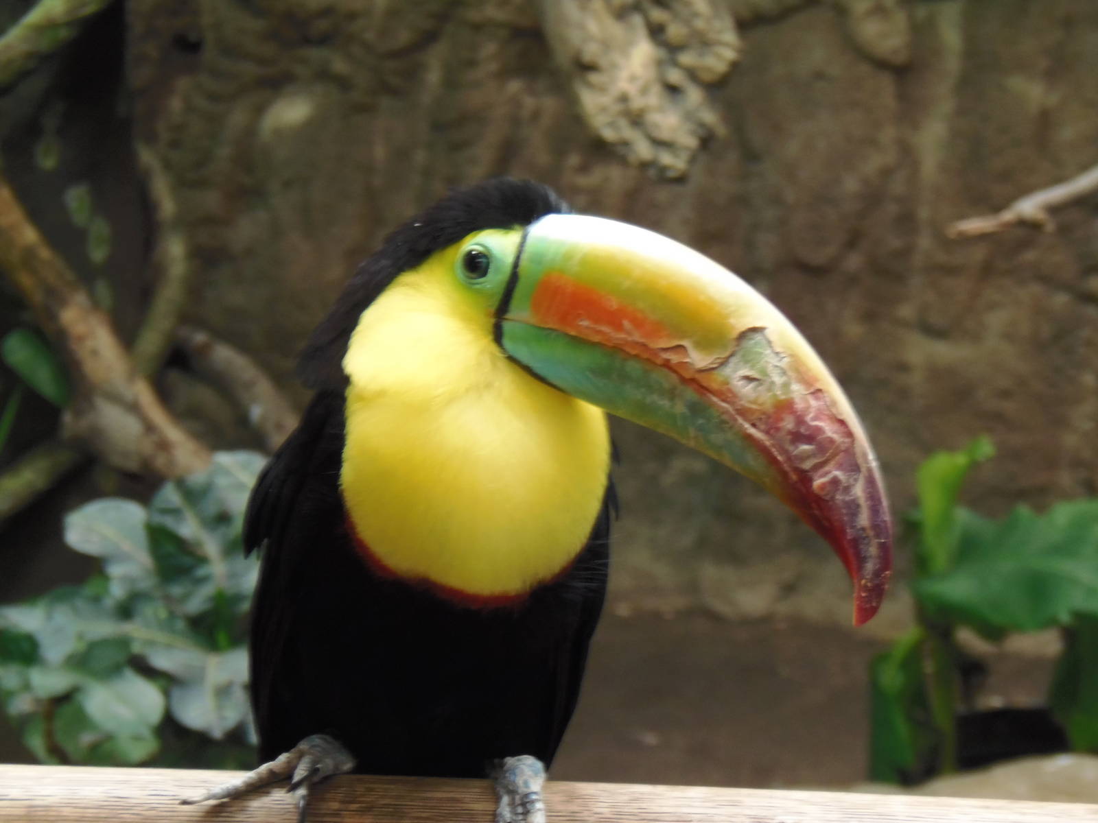 South American Rainforest- Inquisitive Toucan