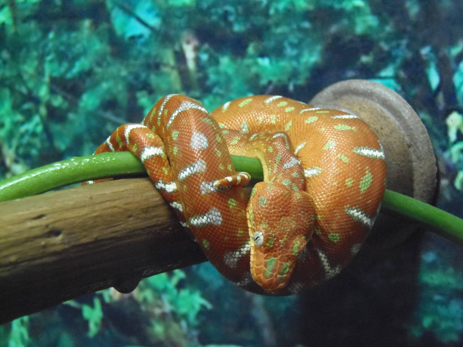 South American Rainforest- Juvenile Emerald Tree Boa