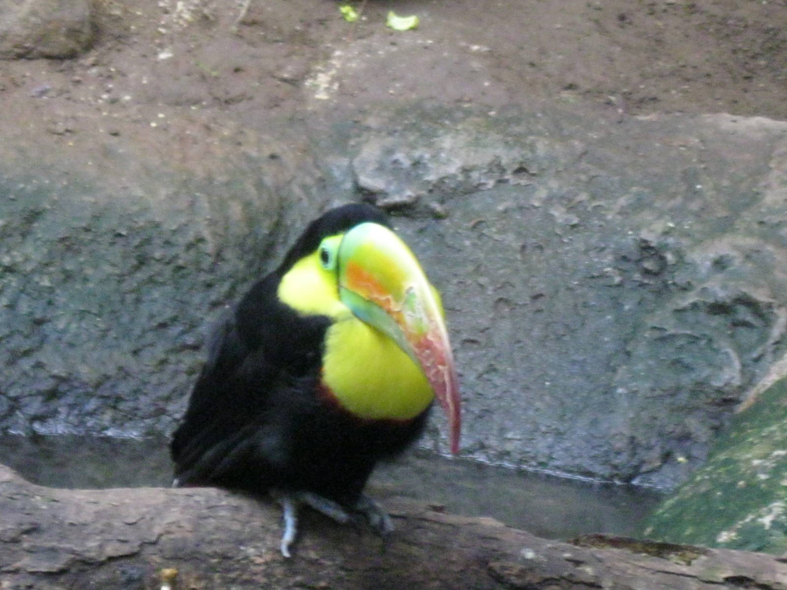 South American Rainforest- Keel-Billed Toucan