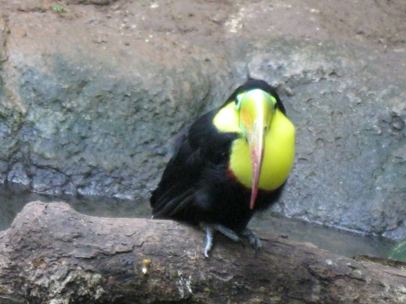 South American Rainforest- Keel-Billed Toucan
