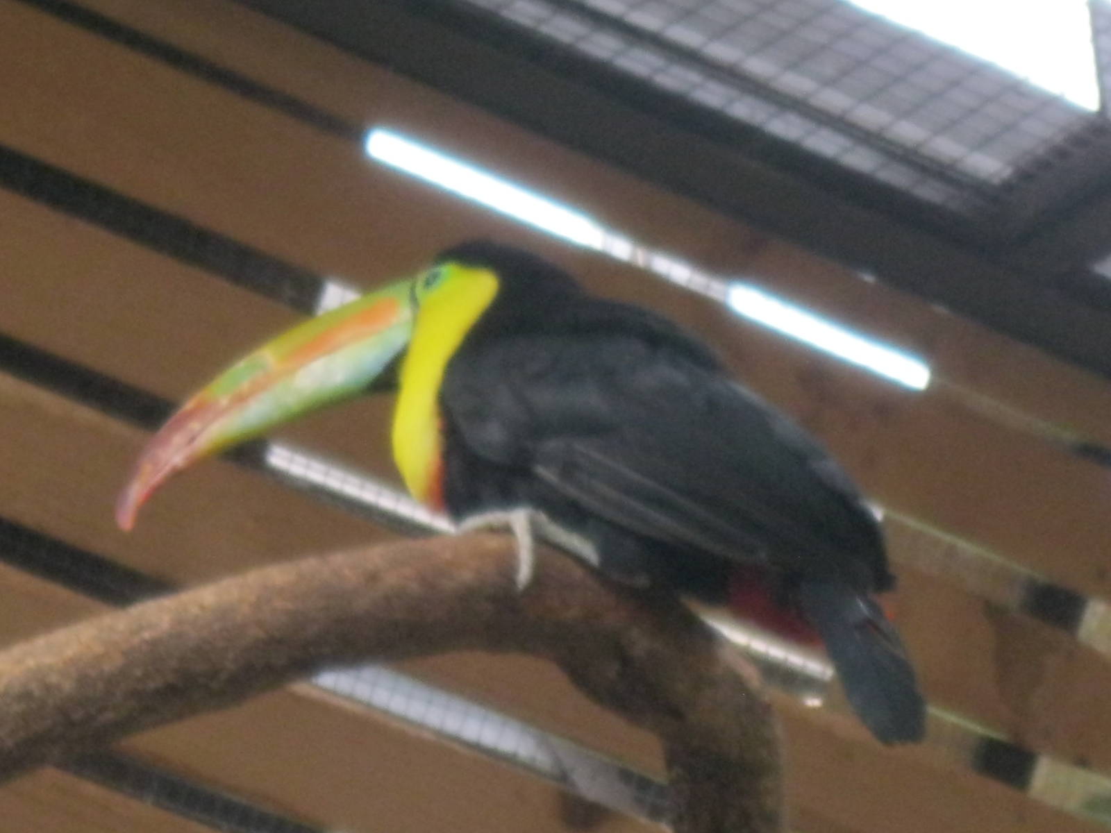 South American Rainforest- Keel-Billed Toucan