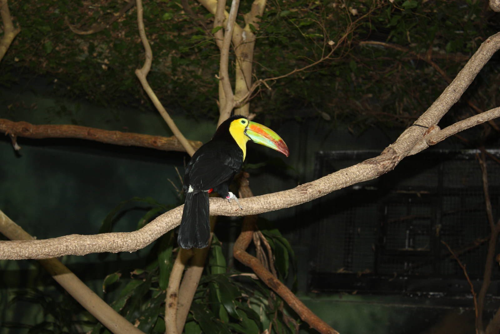 South American Rainforest- Keel-Billed Toucan