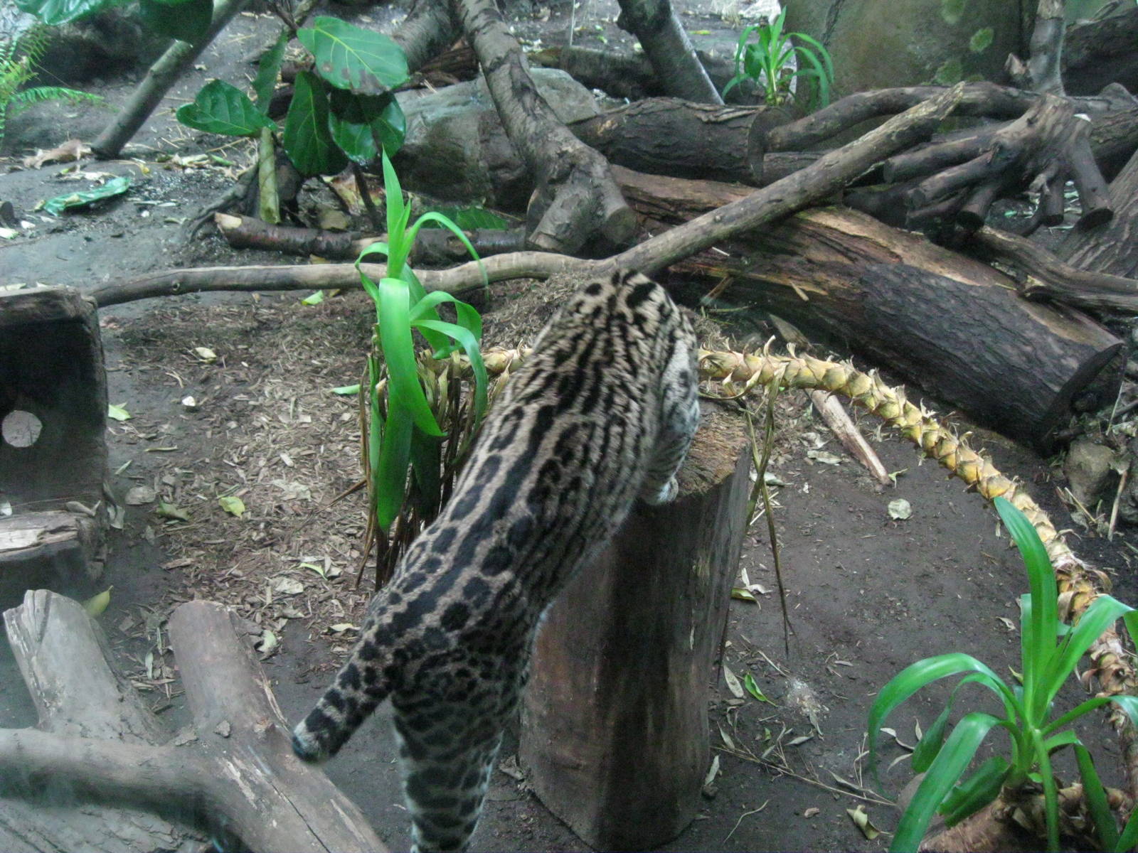 South American Rainforest- Kuma the Brazilian Ocelot