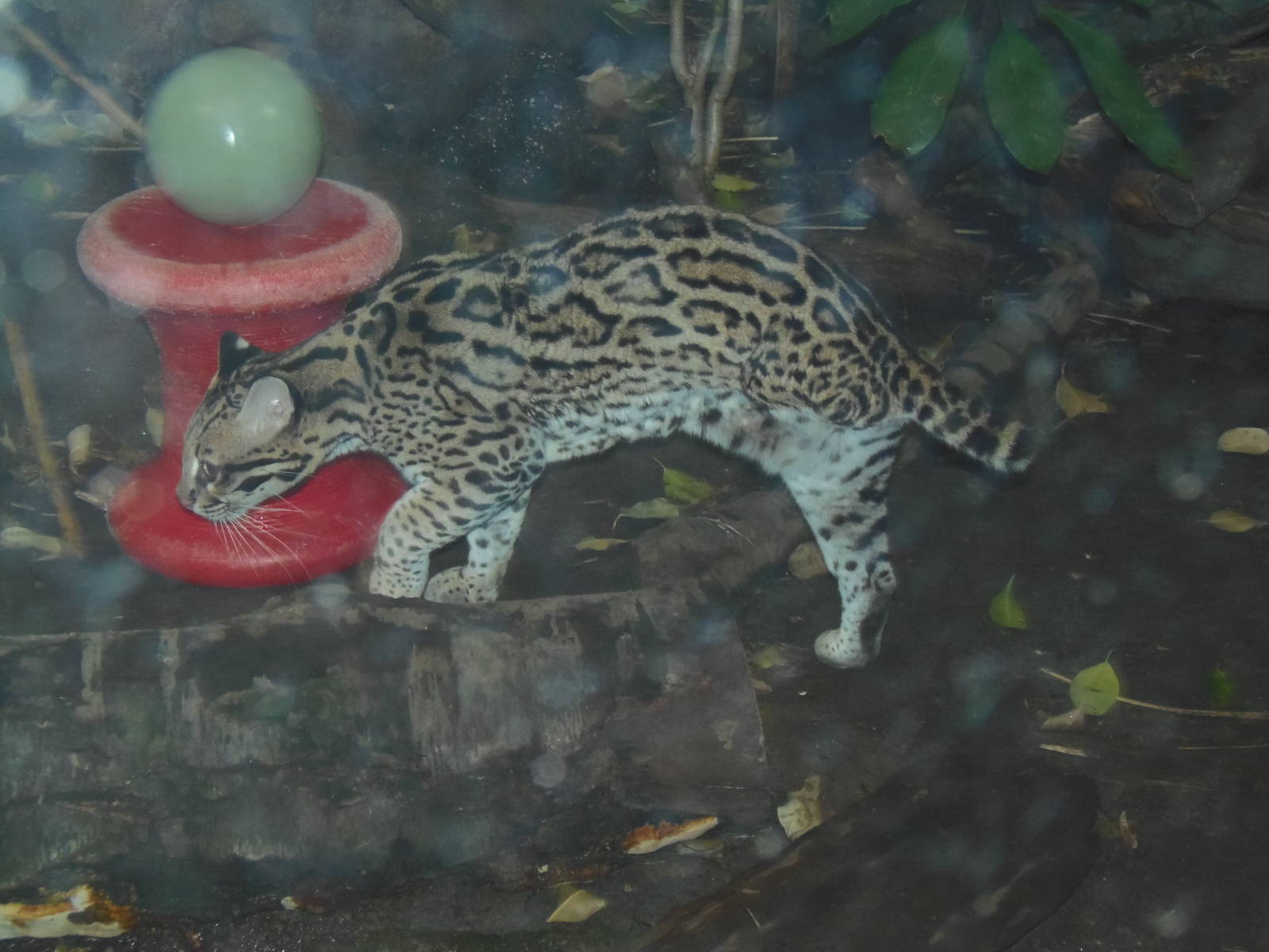 South American Rainforest- Kuma the Ocelot