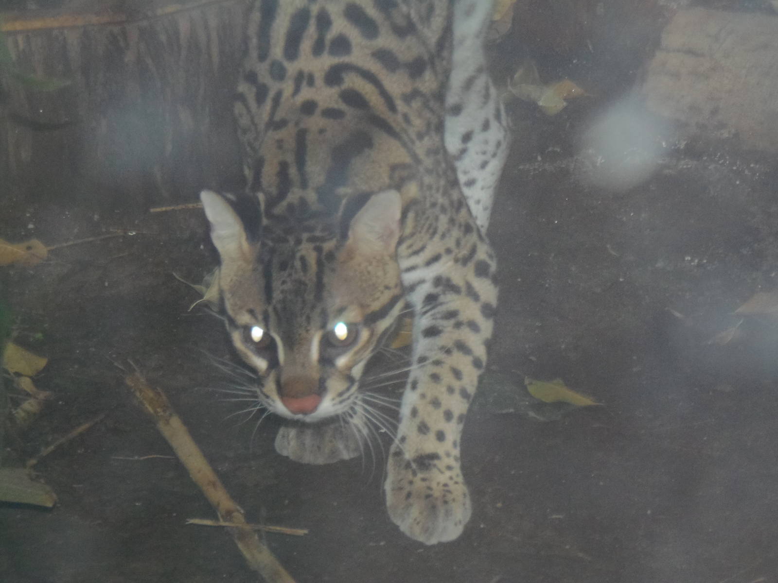 South American Rainforest- Kuma the Ocelot