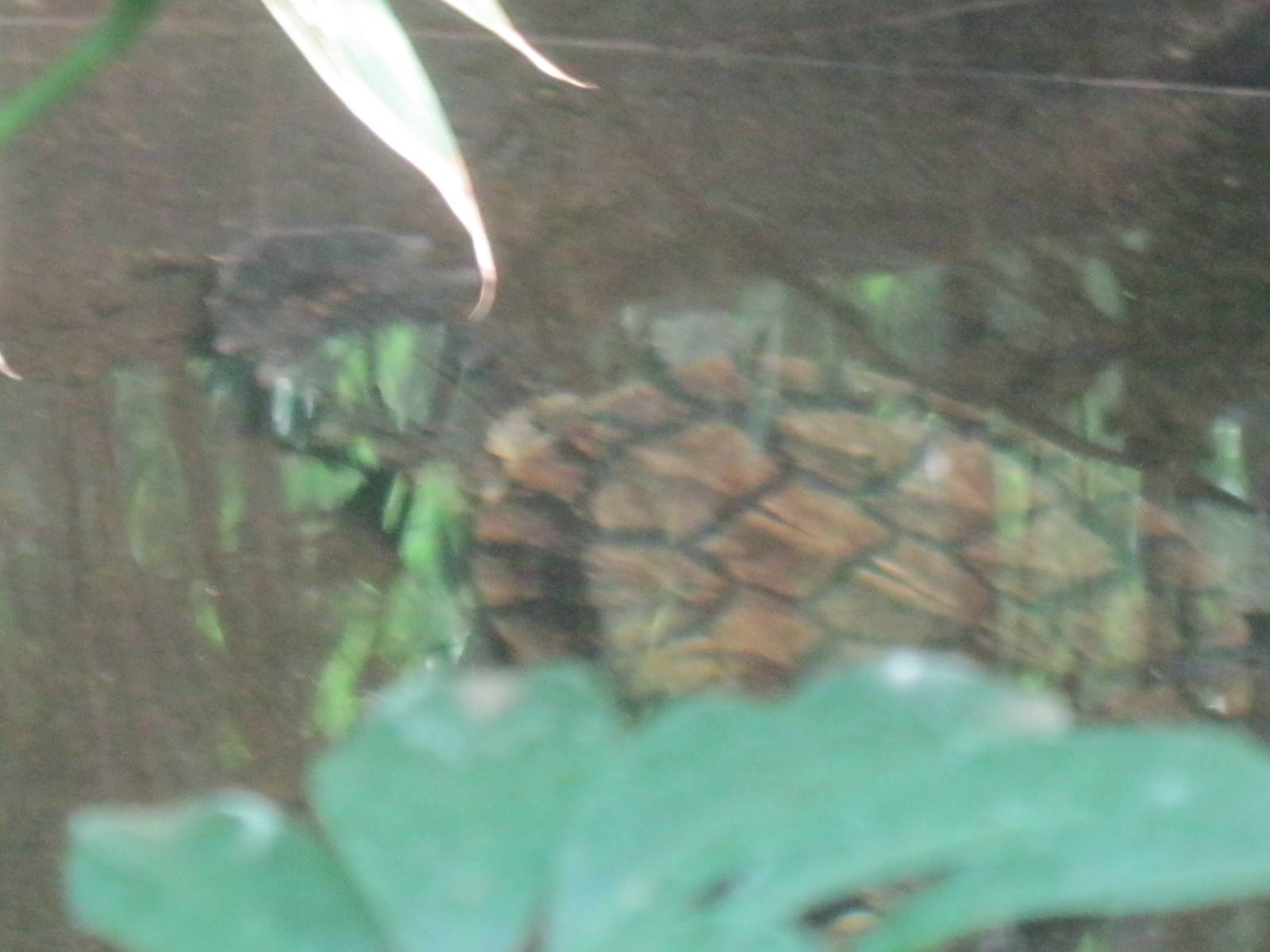 South American Rainforest- Mata-Mata Turtle