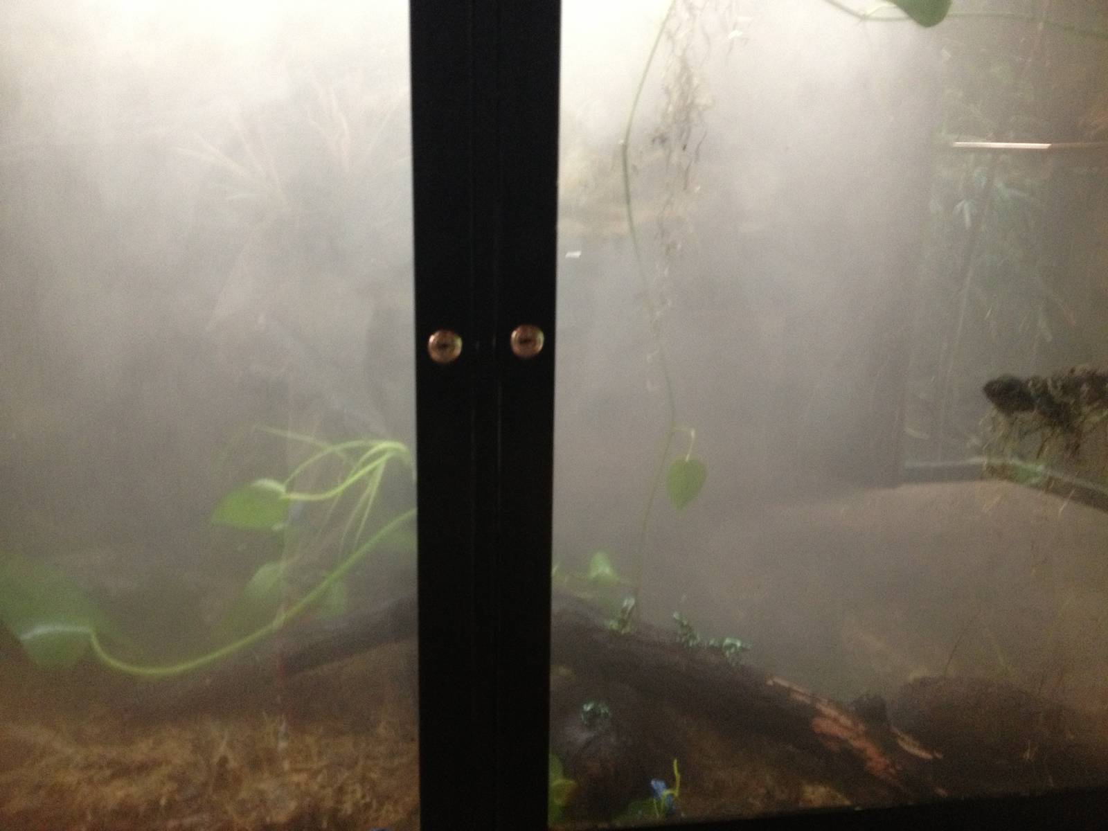 South American Rainforest- Misty Dart Frog Exhibit