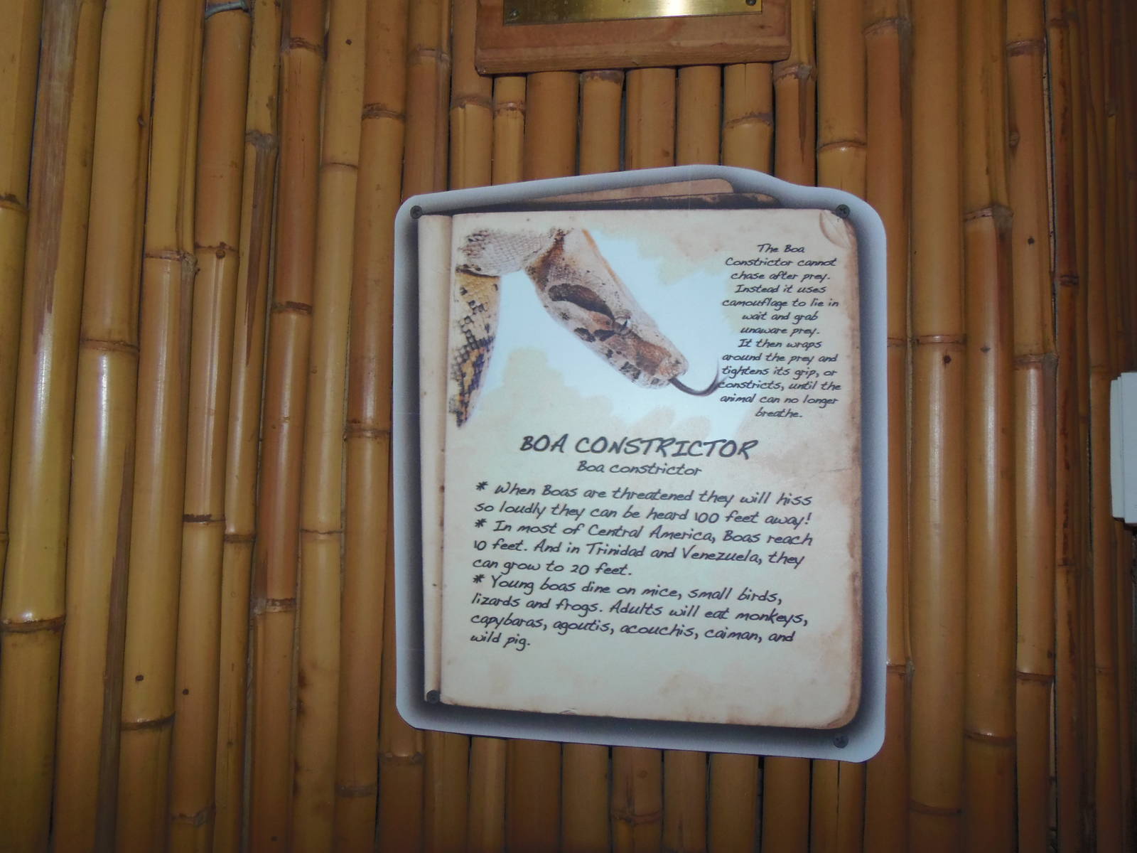 South American Rainforest- New Boa Constrictor Sign