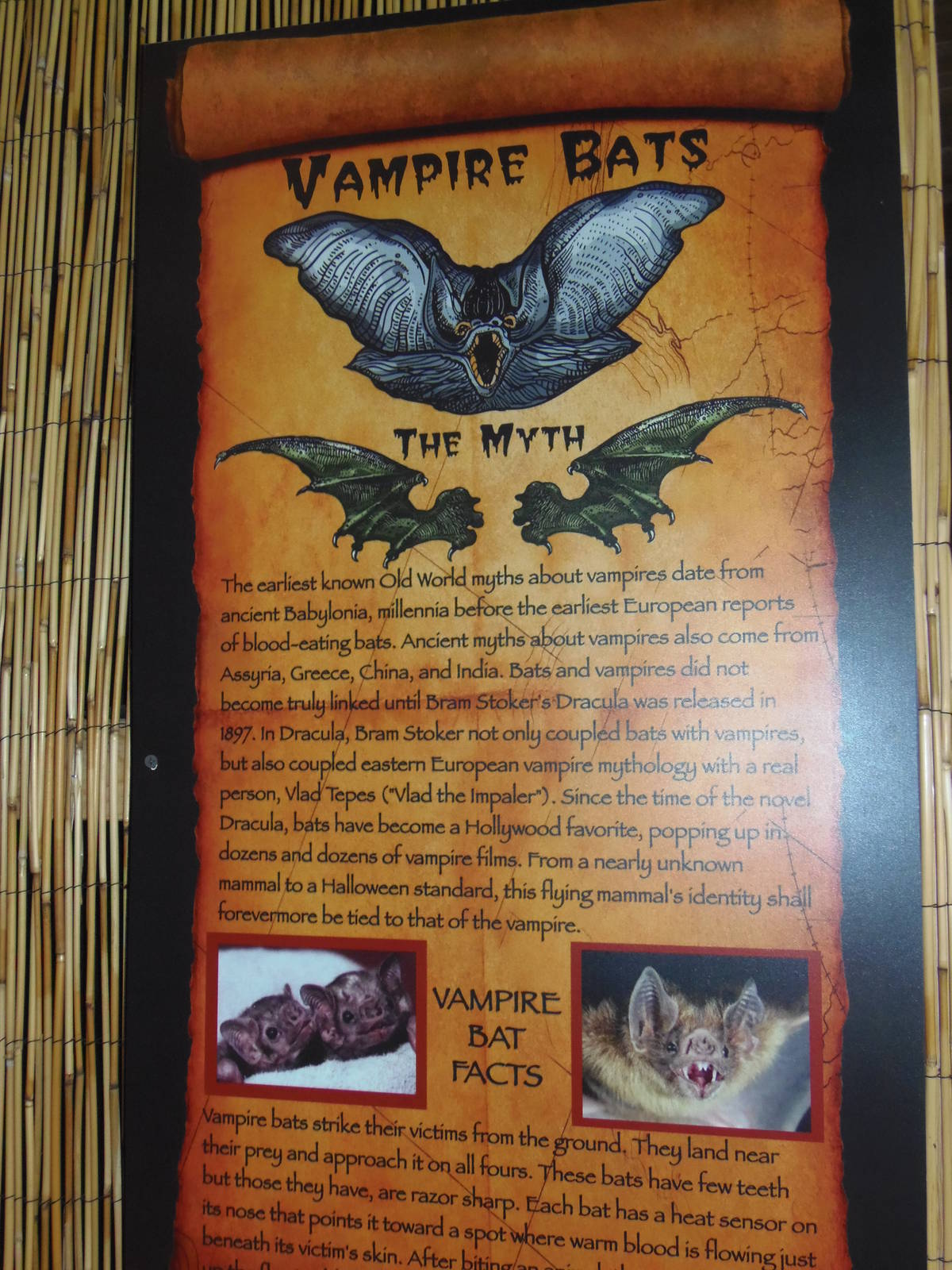 South American Rainforest- New Vampire Bat Signage