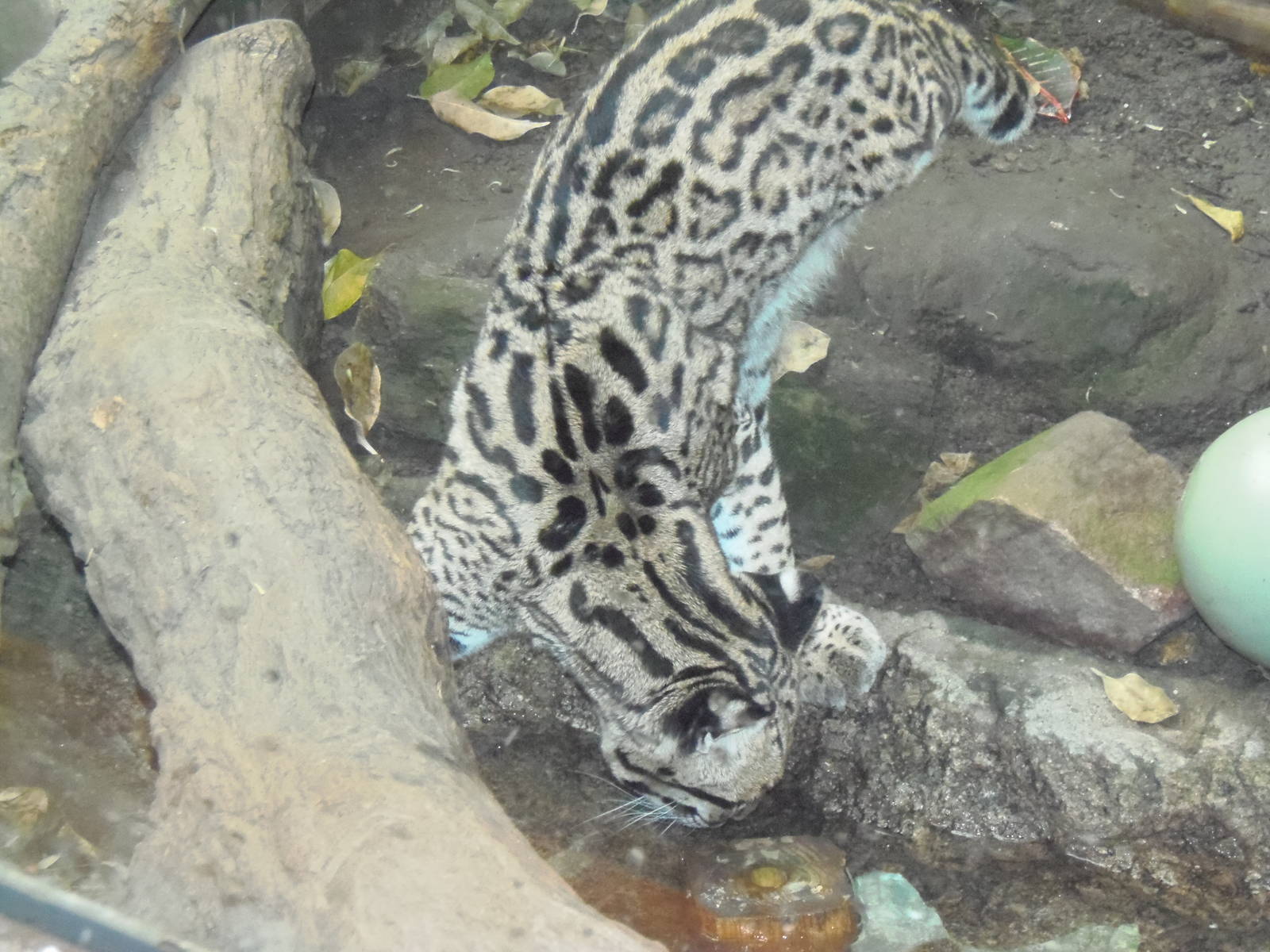 South American Rainforest- Ocelot Checks Out Ice Square