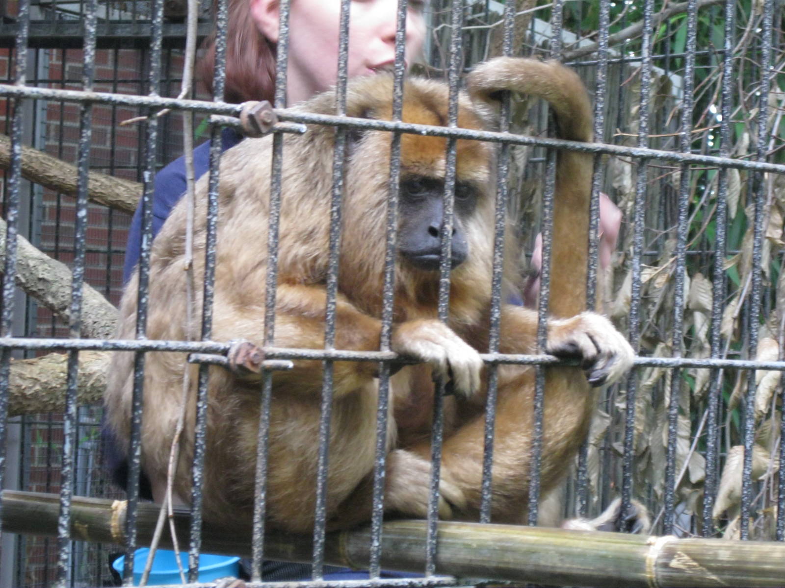 South American Rainforest- Oldest Howler Monkey in World