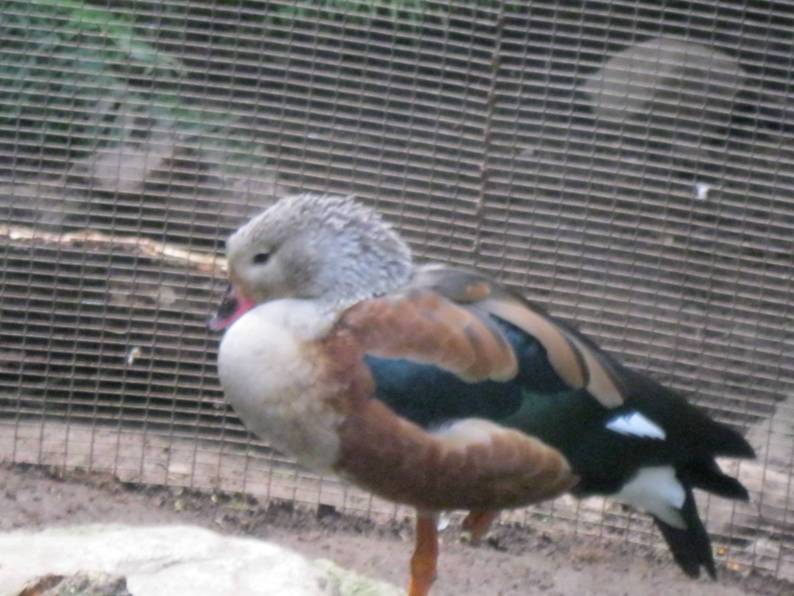 South American Rainforest- Orinoco Geese