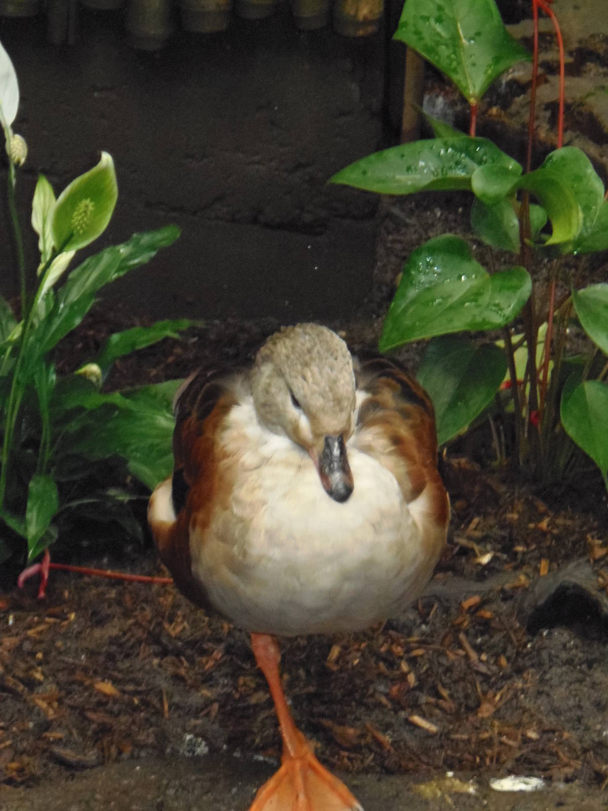 South American Rainforest- Orinoco Goose