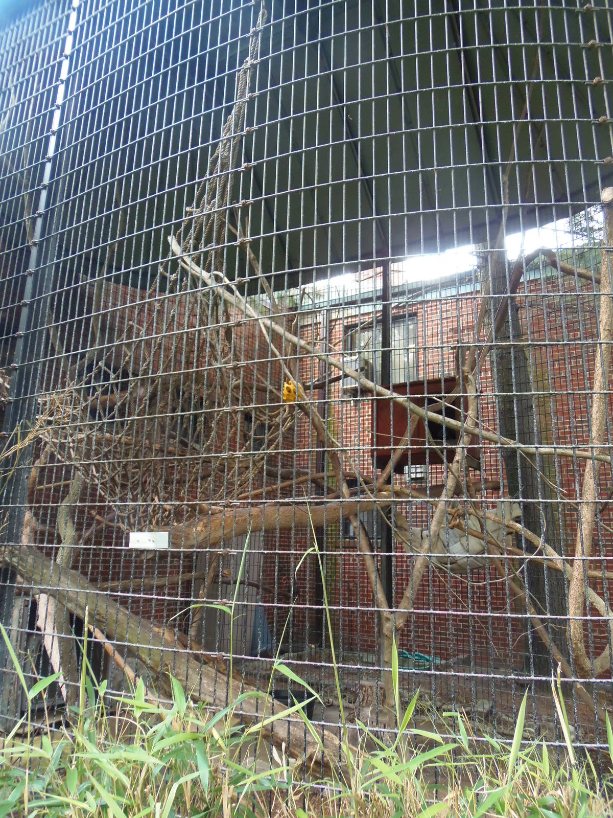 South American Rainforest- Outdoor Howler Monkey Exhibit