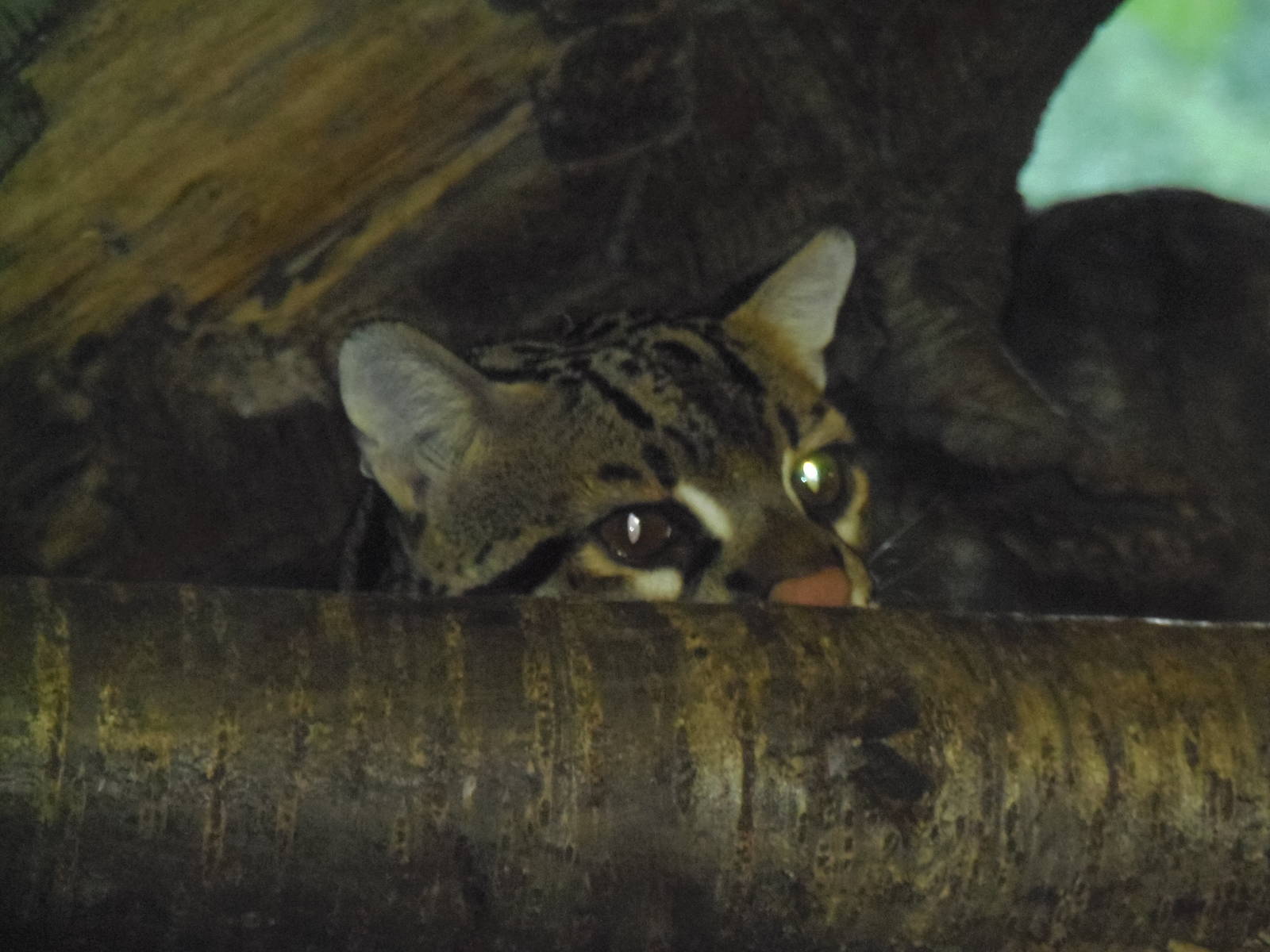 South American Rainforest- Peeking Ocelot
