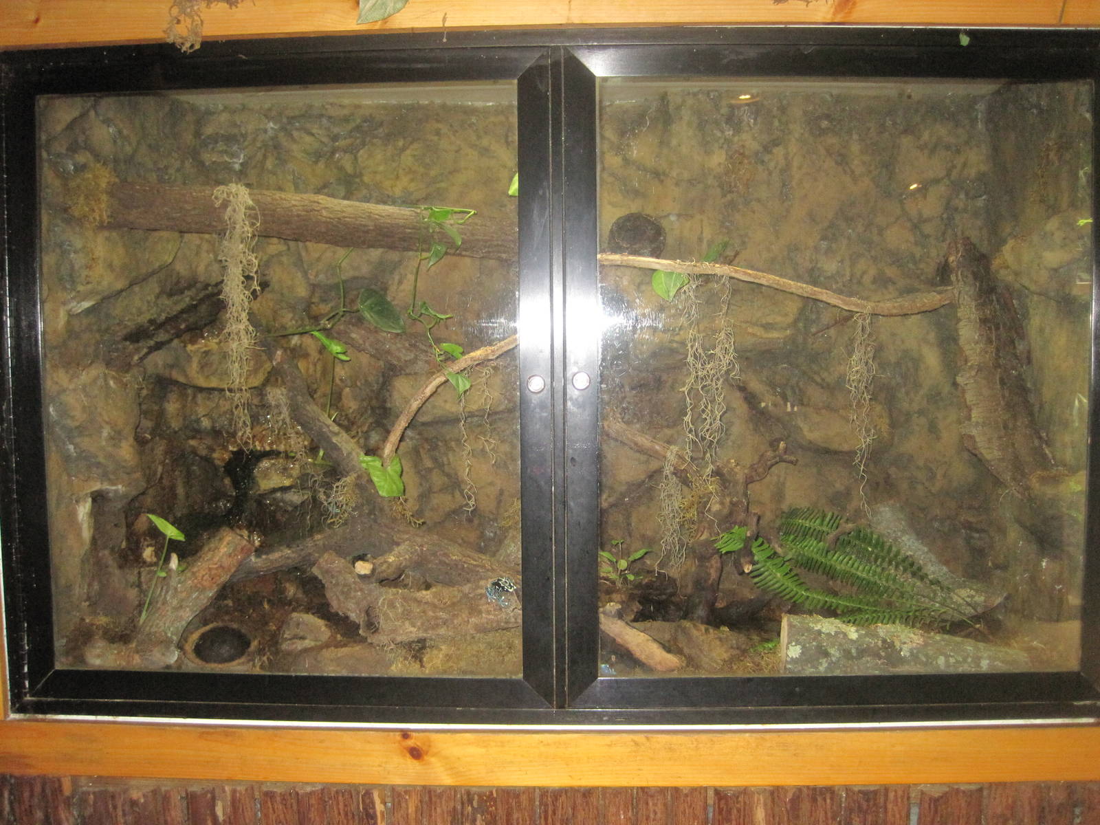 South American Rainforest- Poison Dart Frog Exhibit