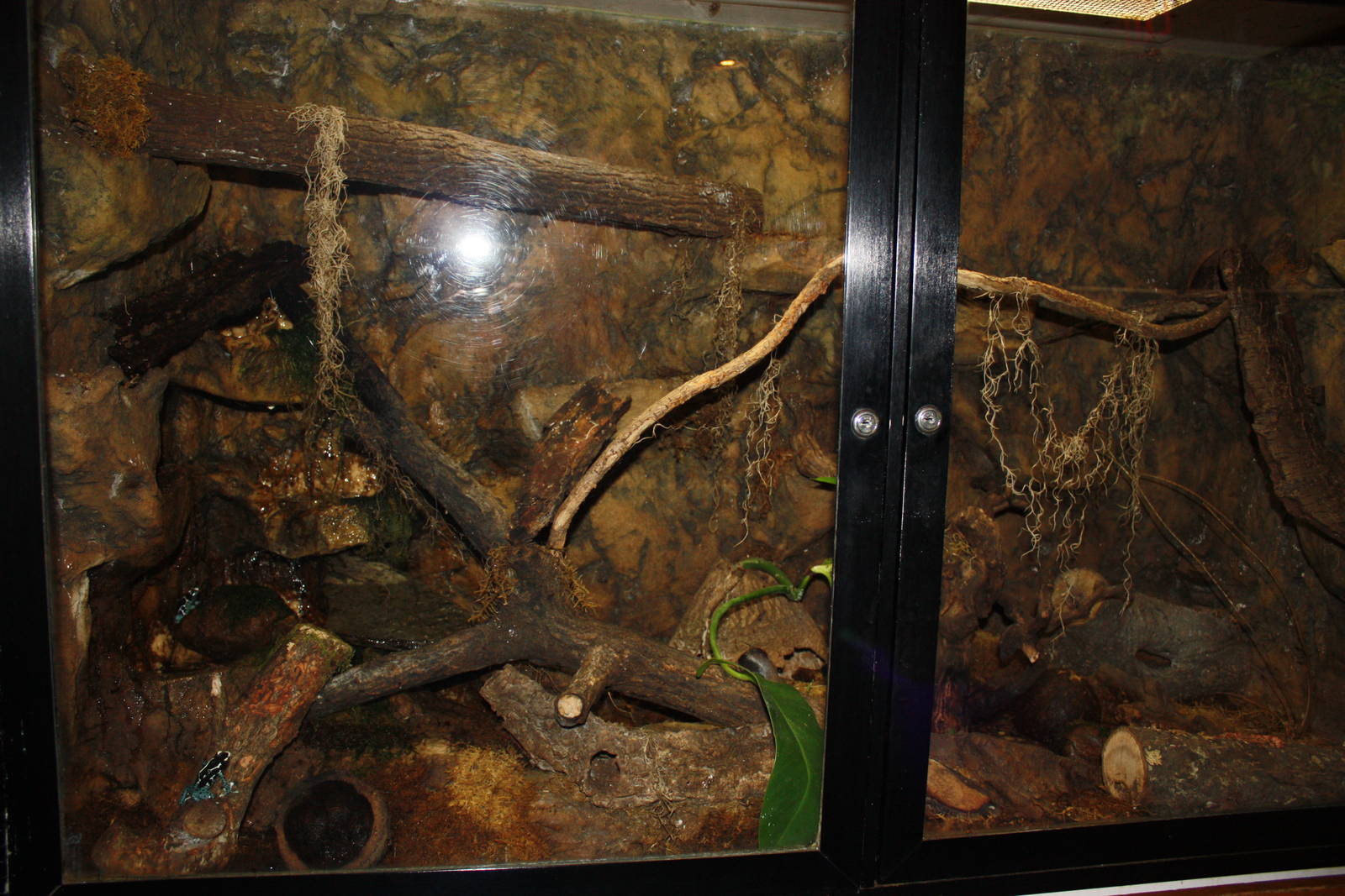 South American Rainforest- Poison Dart Frog Exhibit